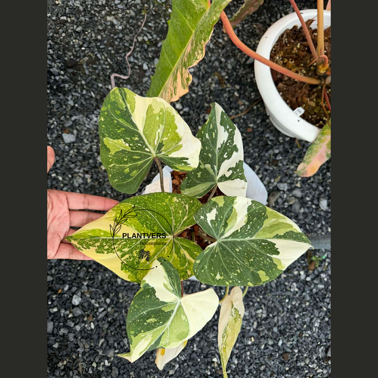 Gloriousum Variegata