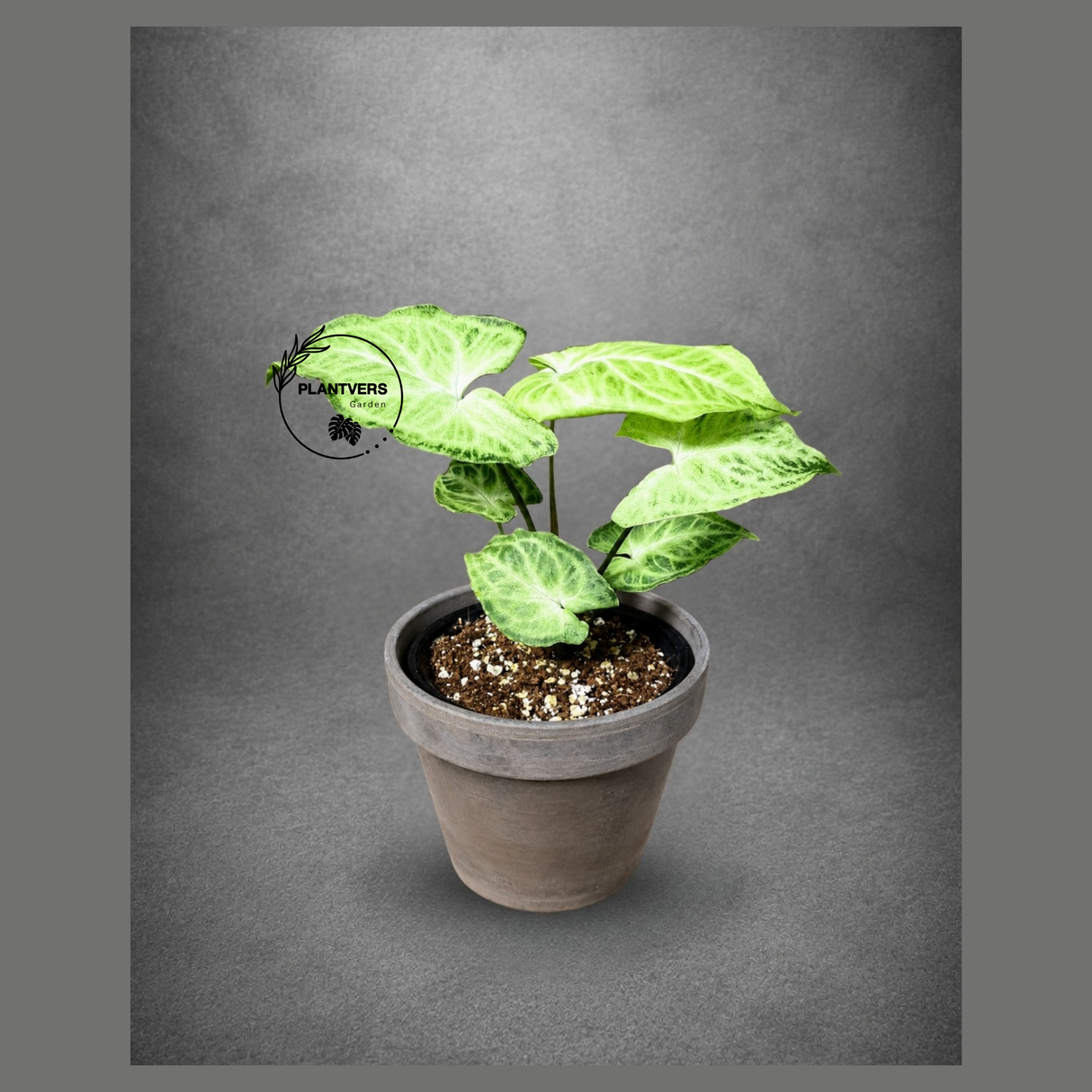 Syngonium Batik 3" - Arrowhead Plant - Live Houseplant - Tropical Indoor Plant - Rare Syngonium