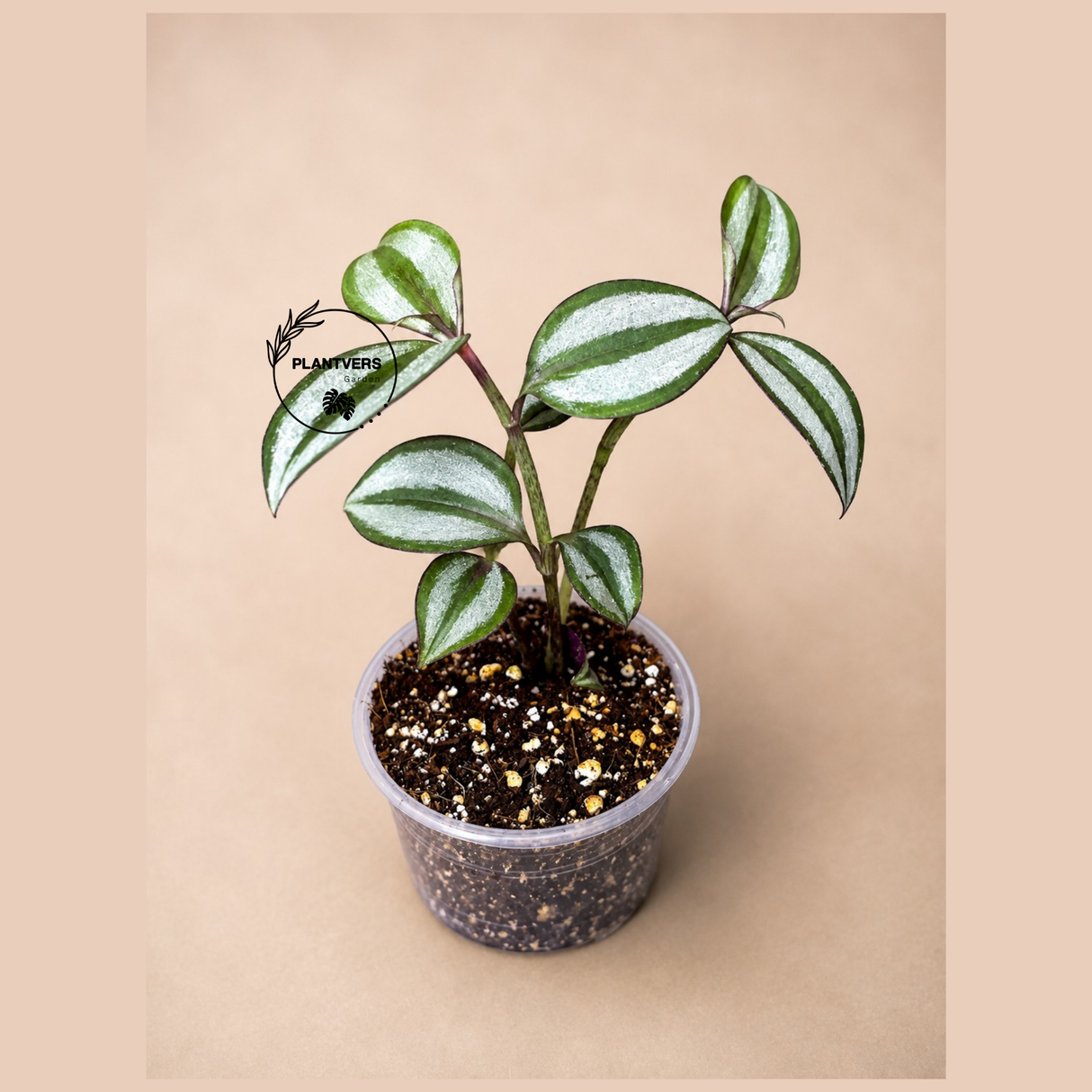 Silver Wandering Jew 3" - Tradescantia Zebrina Plant - Trailing Indoor Plant - Live Houseplant