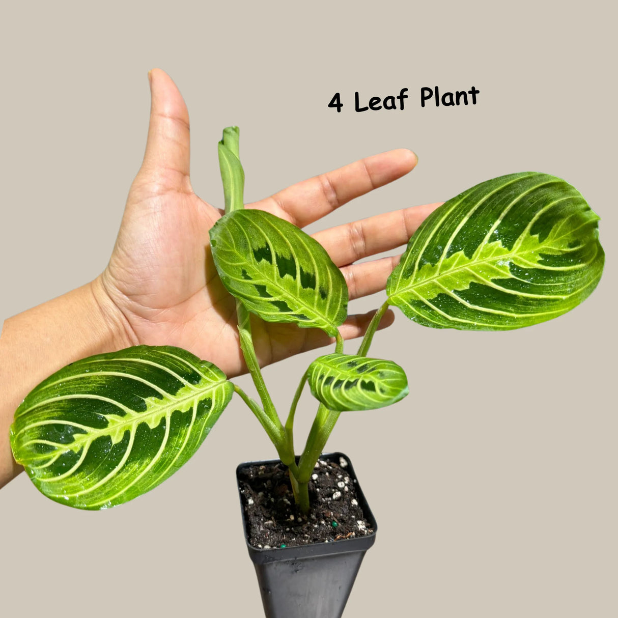 Lemon Lime Prayer Plant Live in Grow Pot - Low Light Office Plant - Maranta Leuconeura - Potted Gift houseplant - Air Purifier Indoor Plant - Gift Plant