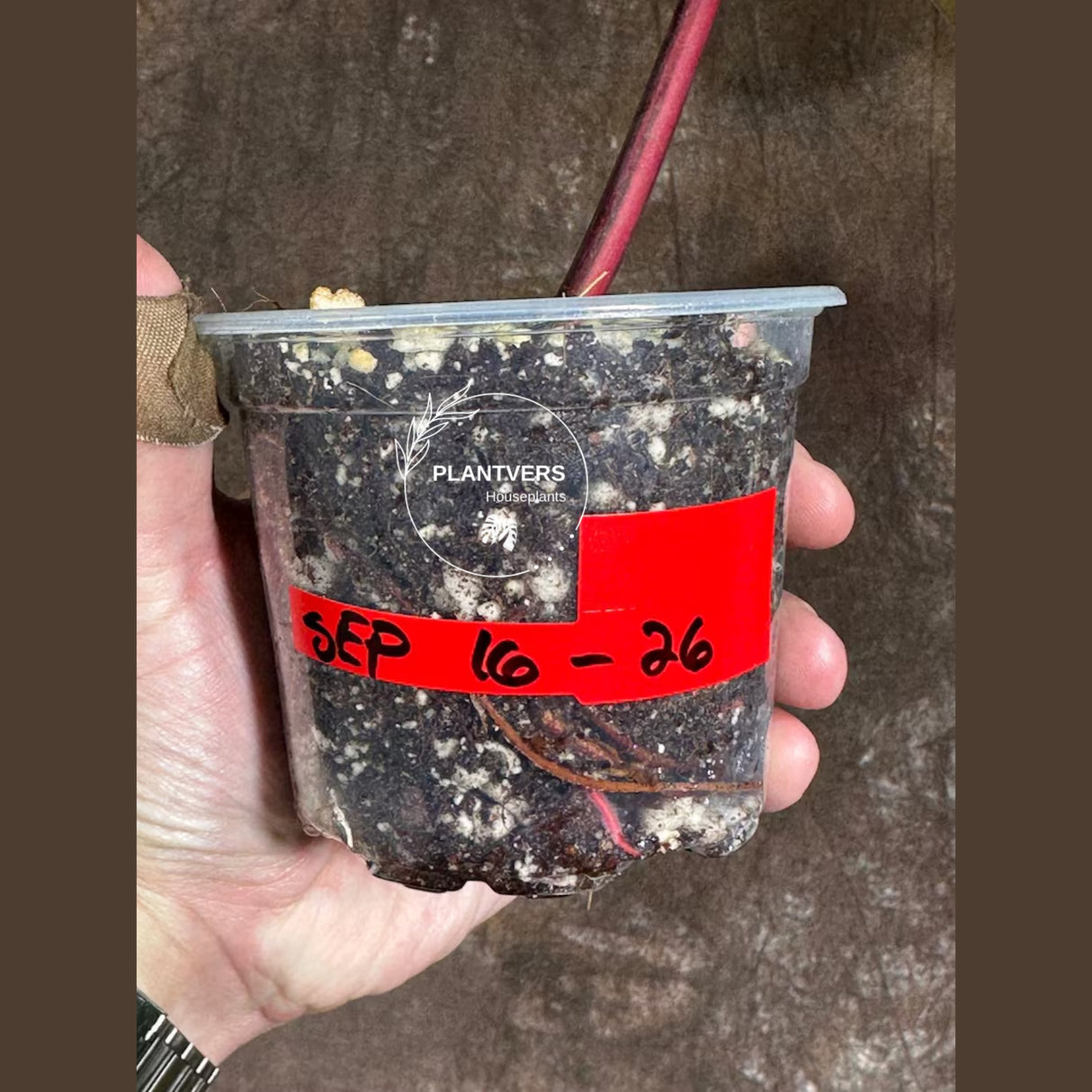 rare collector plant
bright pink plant
Gift Houseplant