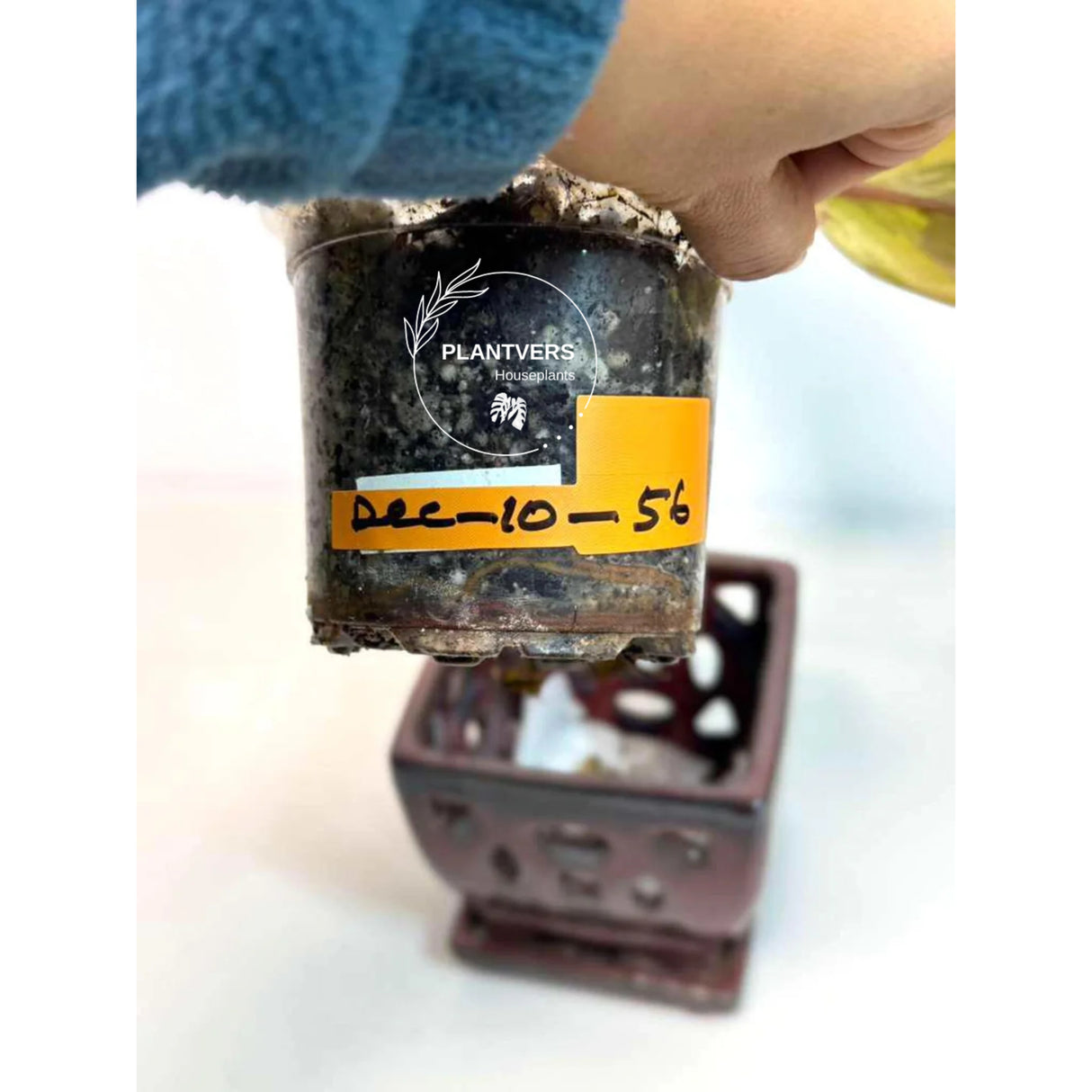 Variegated Plant
pink indoor plant
Rare Philodendron