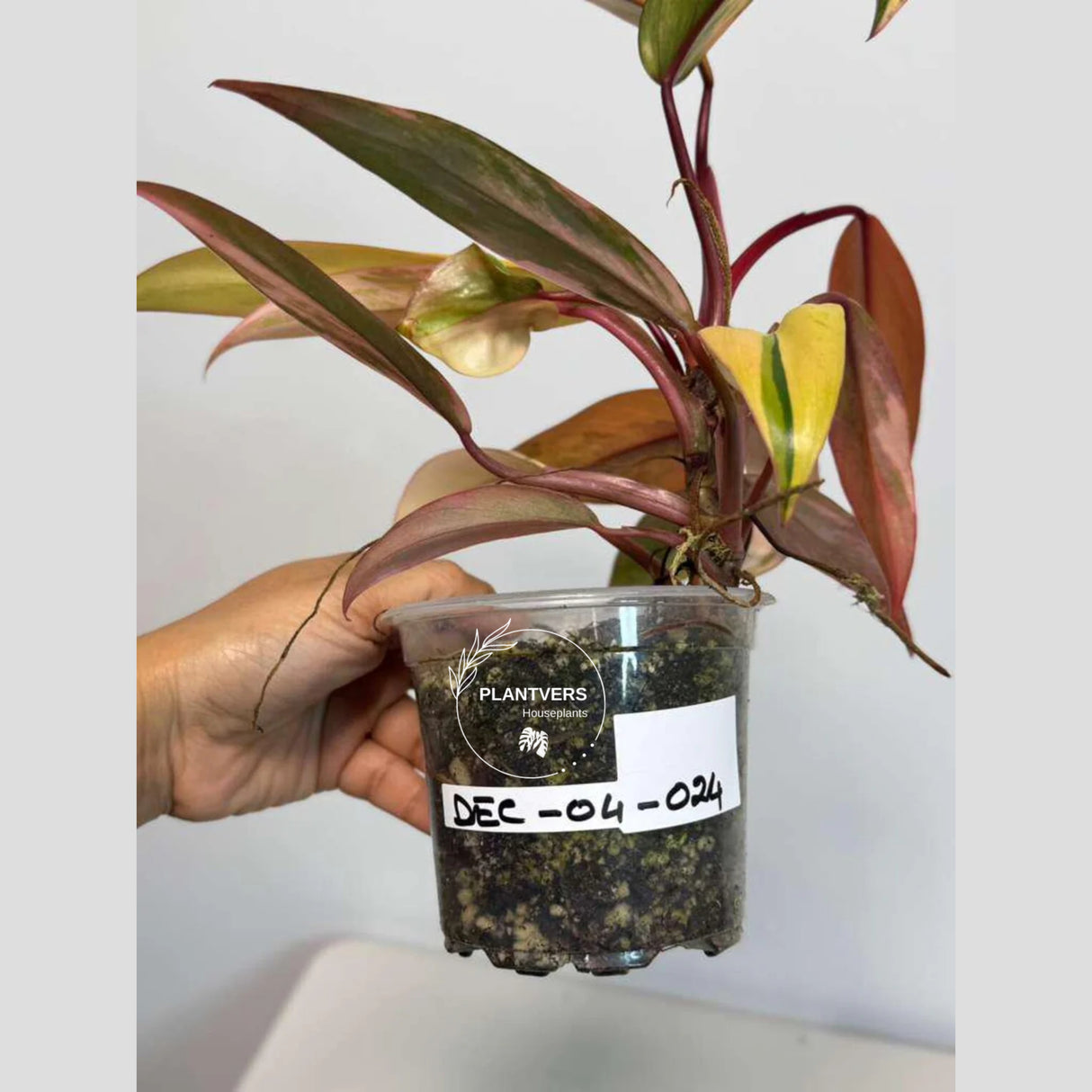 rare collector plant
Live Indoor Plants
Live Indoor Plants