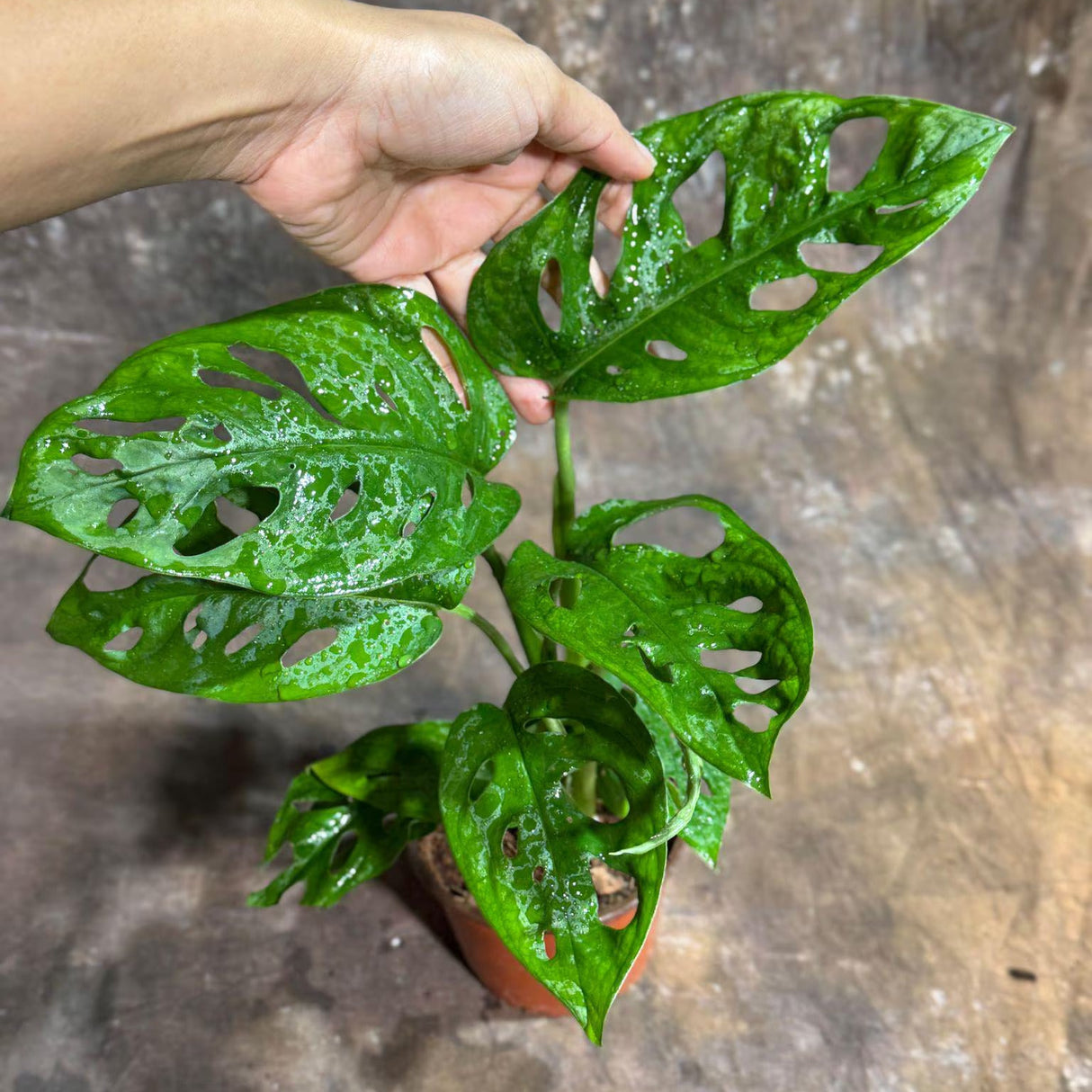 Monstera Adansonii Swiss Cheese Plant in a 4" Nursery Pot – Live Indoor Monstera Houseplant – Swiss Cheese Vine