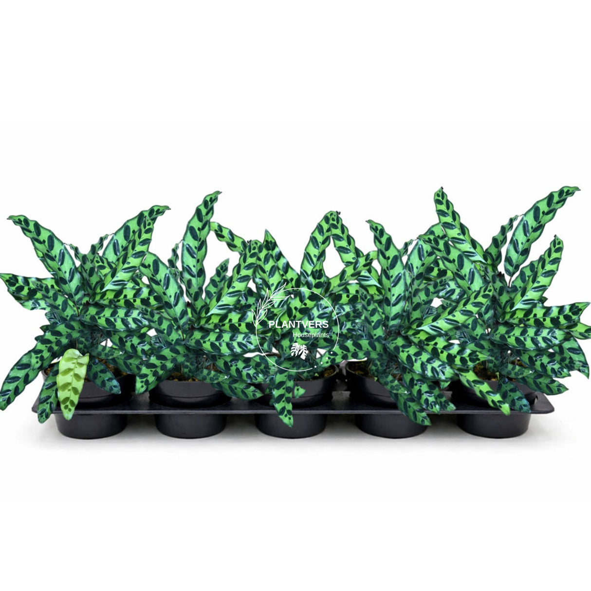 4β Calathea Lancifolia (Wholesale Indoor Plant Case of 10 Pots)