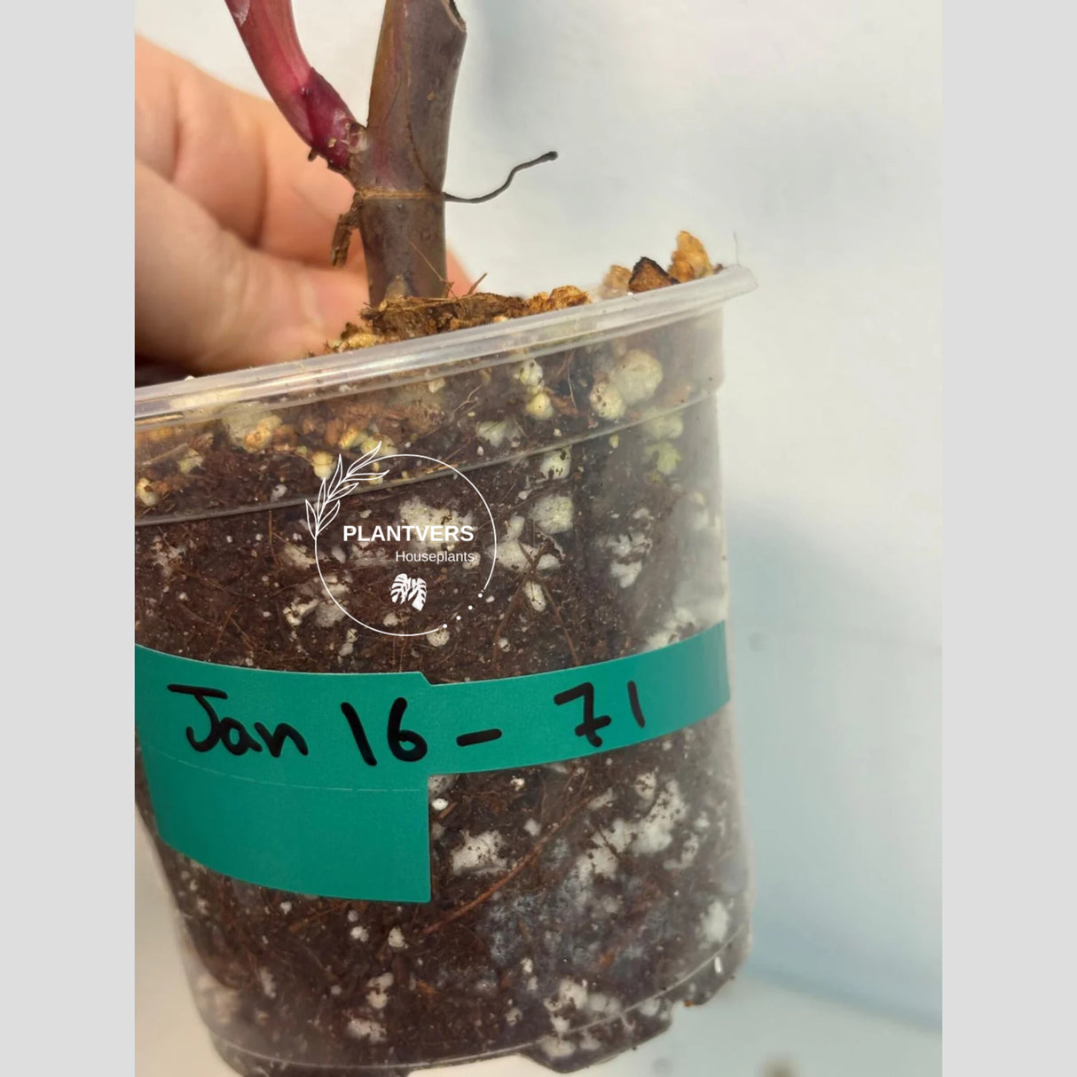 Rare Philodendron
pink philodendron
rare houseplant