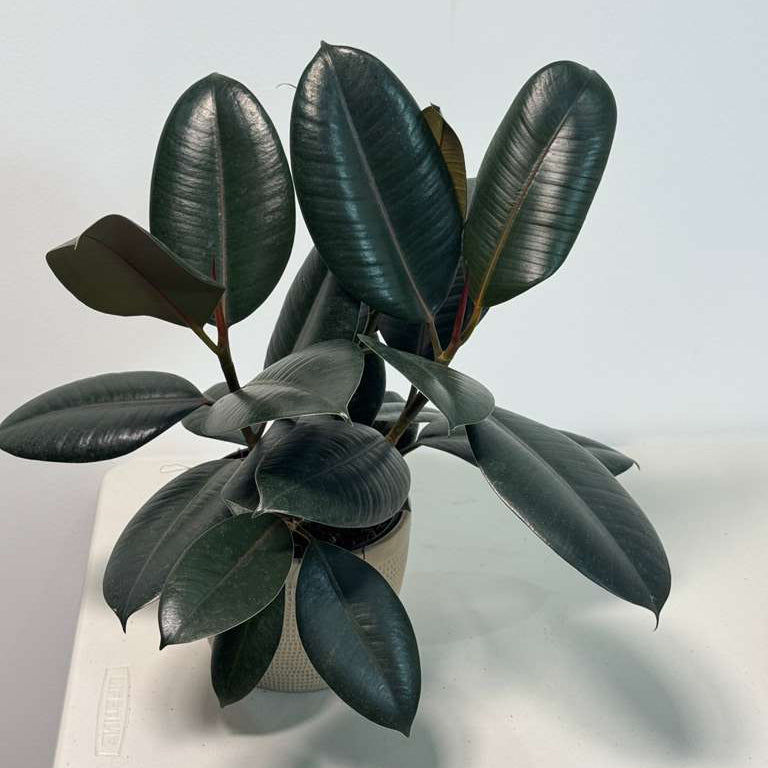 Rubber Tree in 6" Grow Pot - Burgundy Ficus Elastica - Live Indoor Rubber Plant for Home & Office Decor - Low Light Starter Plant for Gift