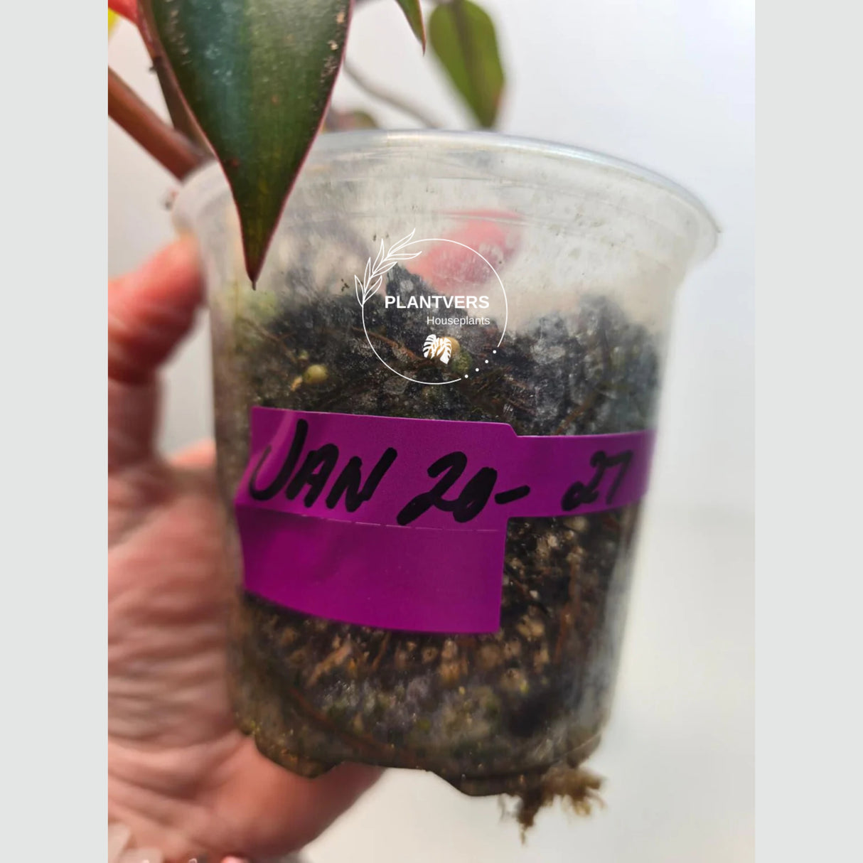 very rare plants
Tropical Houseplant
pink indoor plant