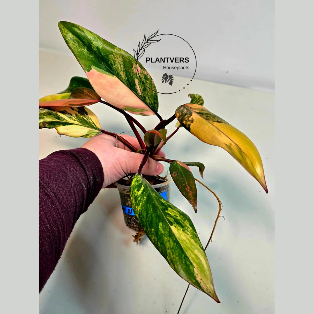 Tropical Houseplant
very rare plants
Live Indoor Plants
Variegated Plant