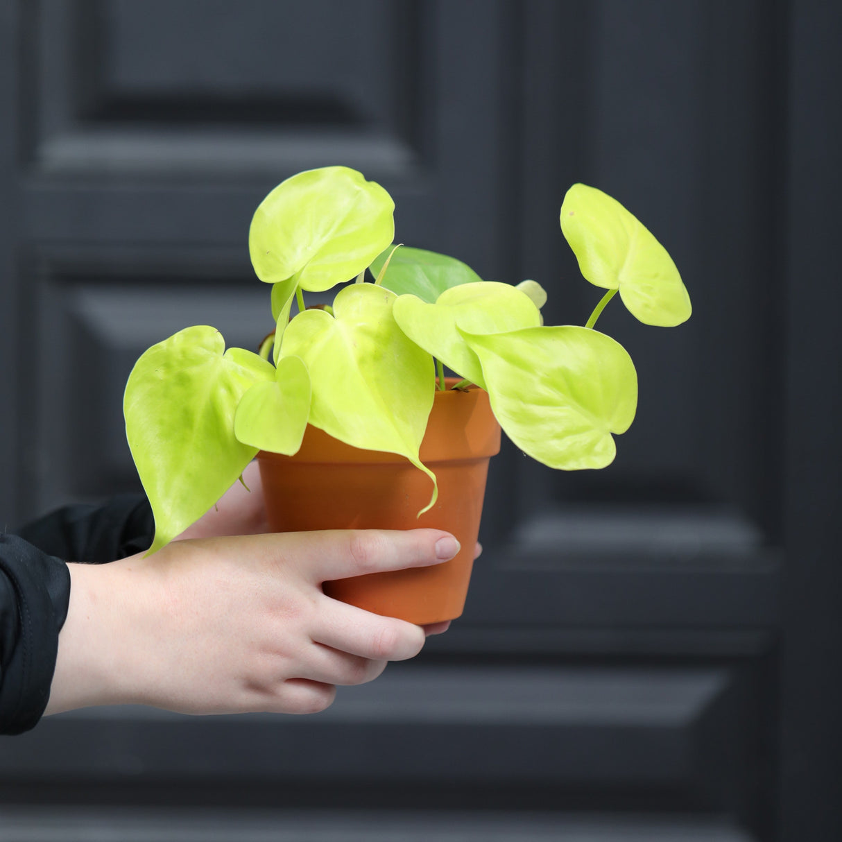 Lemon Lime Philodendron in a Nursery Pot