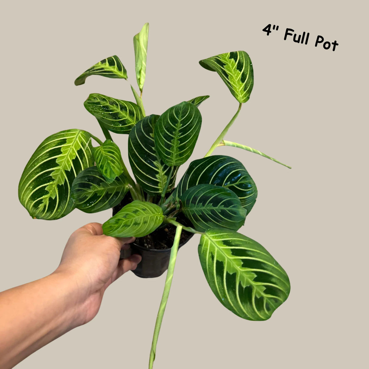Lemon Lime Prayer Plant Live in Grow Pot - Low Light Office Plant - Maranta Leuconeura - Potted Gift houseplant - Air Purifier Indoor Plant - Gift Plant