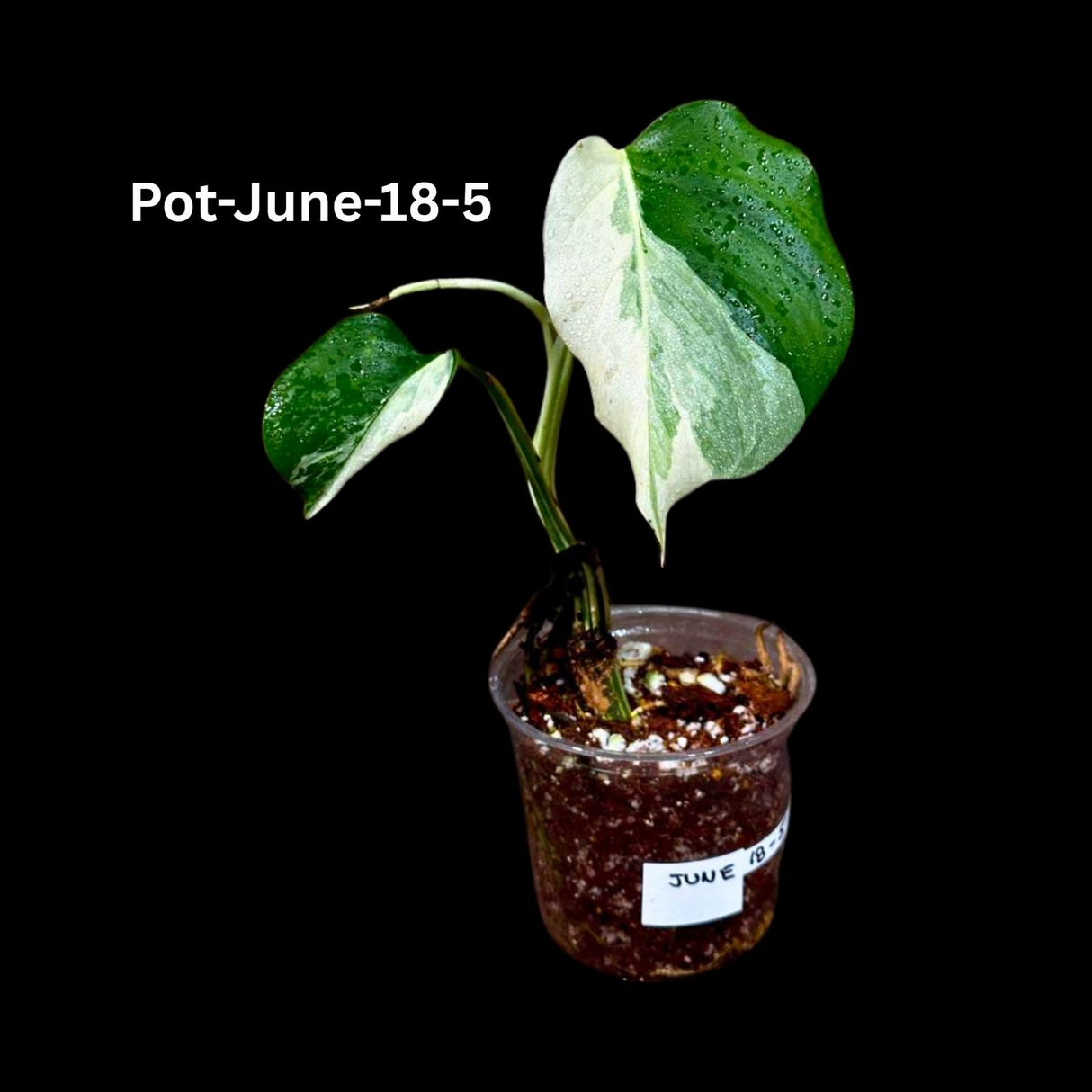 Monstera Albo - Rare Variegated Monstera Borsigiana Albo - Rare Collector Plant - White Monstera Albo Pots - USA seller