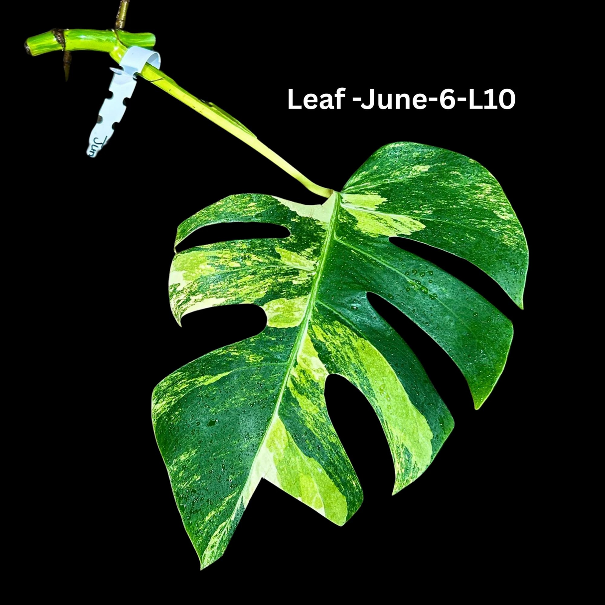 Monstera Borsigiana Aurea Variegated Cutting - Monstera Aurea Variegata - Monstera Marmota Cuts - Exact Same Cut - US Seller