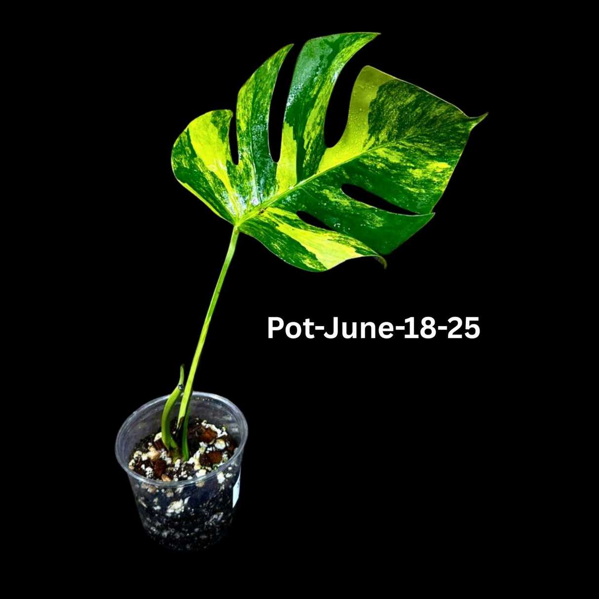 Variegated Monstera Borsigiana Aurea EXACT Plant - Monstera Aurea Variegata Pot - Monstera Marmota - SAME Plant as images - US Seller