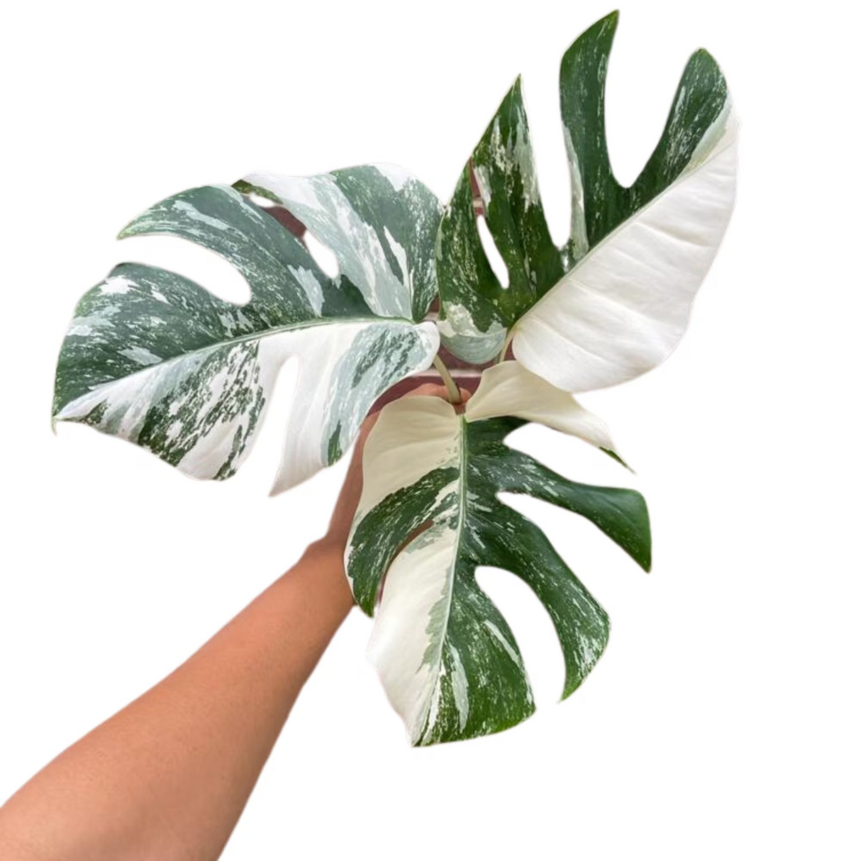 Monstera Albo - Rare Variegated Monstera Borsigiana Albo - Rare Collector Plant - White Monstera Albo Cuts - EXACT Cut or Plant - USA seller