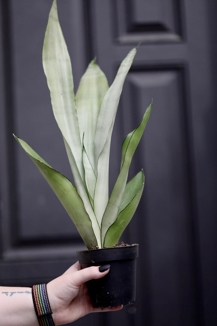 Sansevieria Masoniana in a 4" Nursery Pot | Moonshine Snake Plant | Air Purifying | Low Light Houseplants | Cat Safe Plant