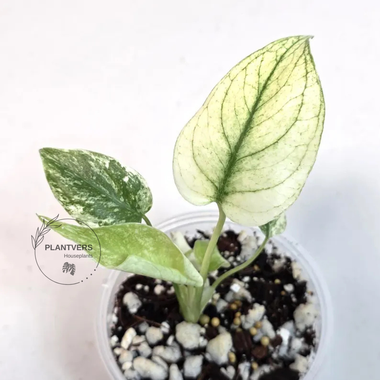 Super Rare Monstera Deliciosa Mint Live Plant - Tropical Plants - Stunning Variegated EXACT Monstera Plant - Collector's Aroid - US Seller