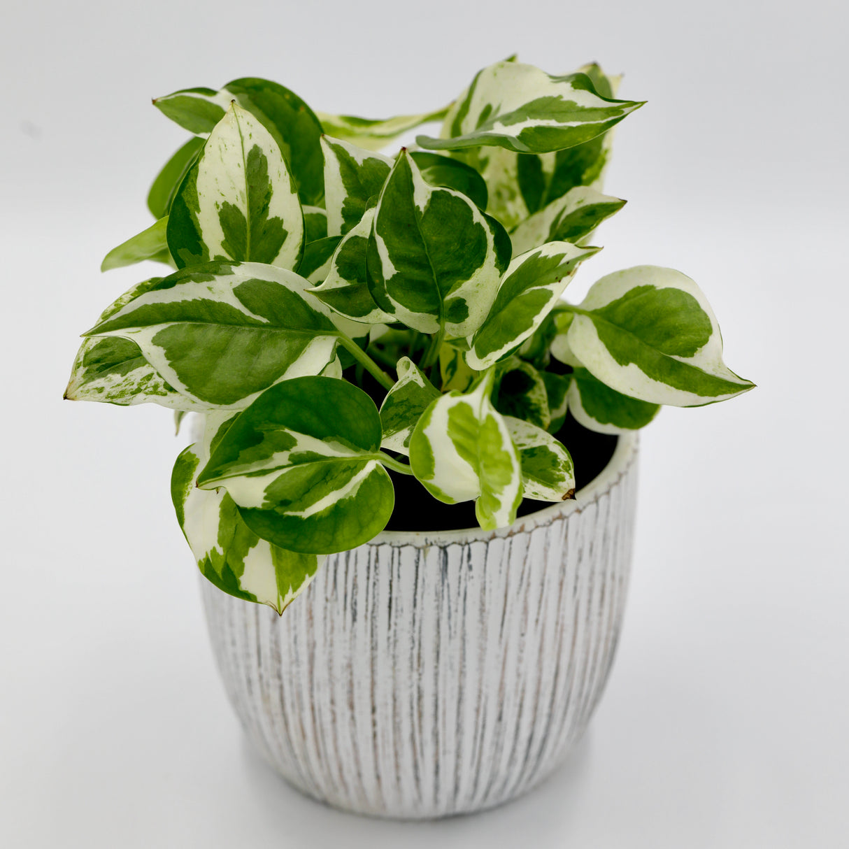 Live Pearls and Jade Pothos in a 4" Nursery Pot