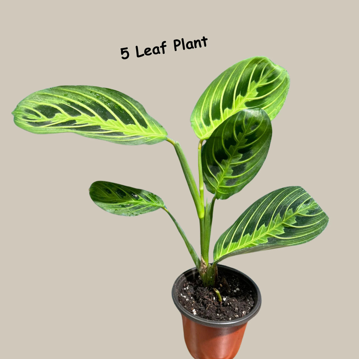 Lemon Lime Prayer Plant Live in Grow Pot - Low Light Office Plant - Maranta Leuconeura - Potted Gift houseplant - Air Purifier Indoor Plant - Gift Plant