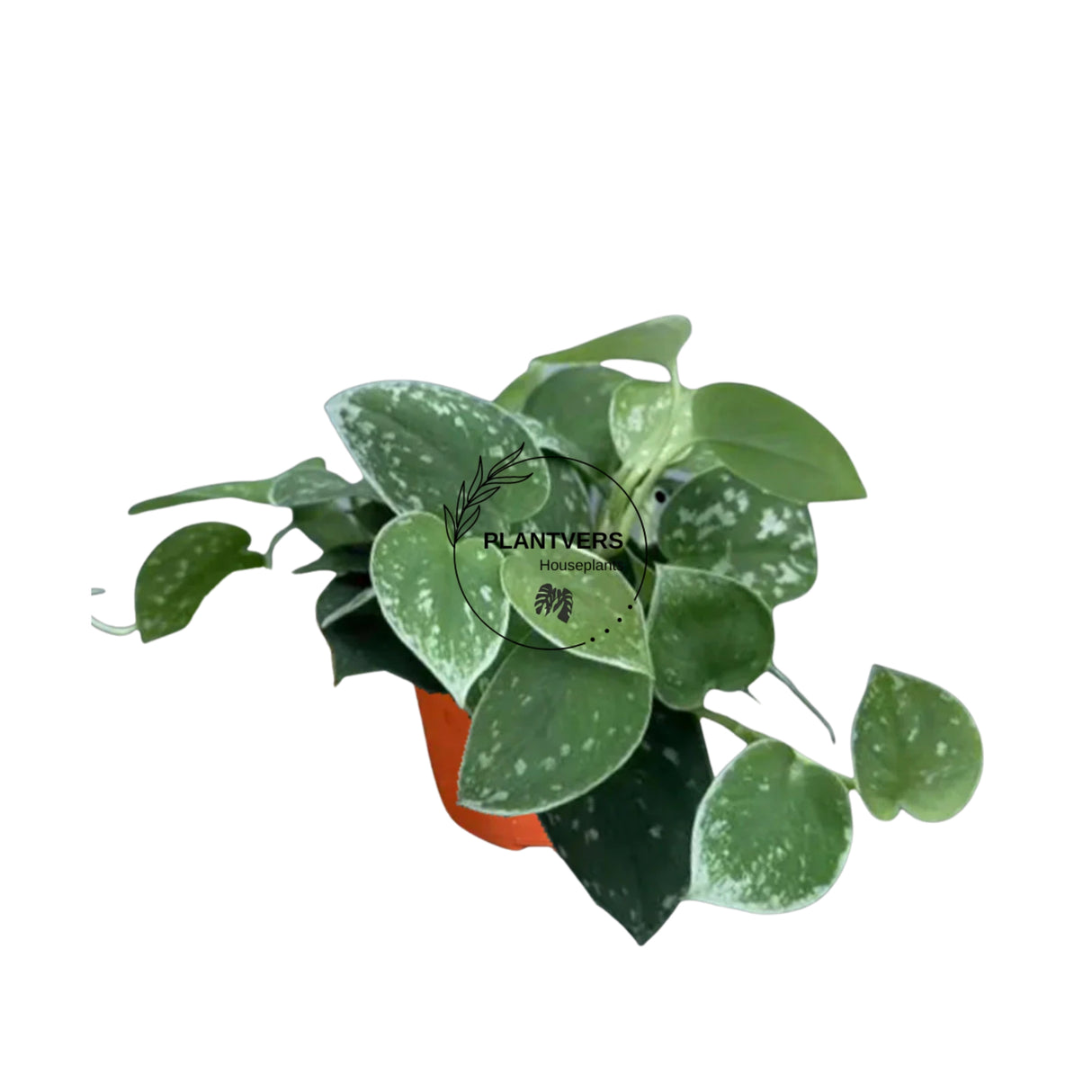 4β Silver Pothos (Wholesale Indoor Plant Case of 10 Pots)