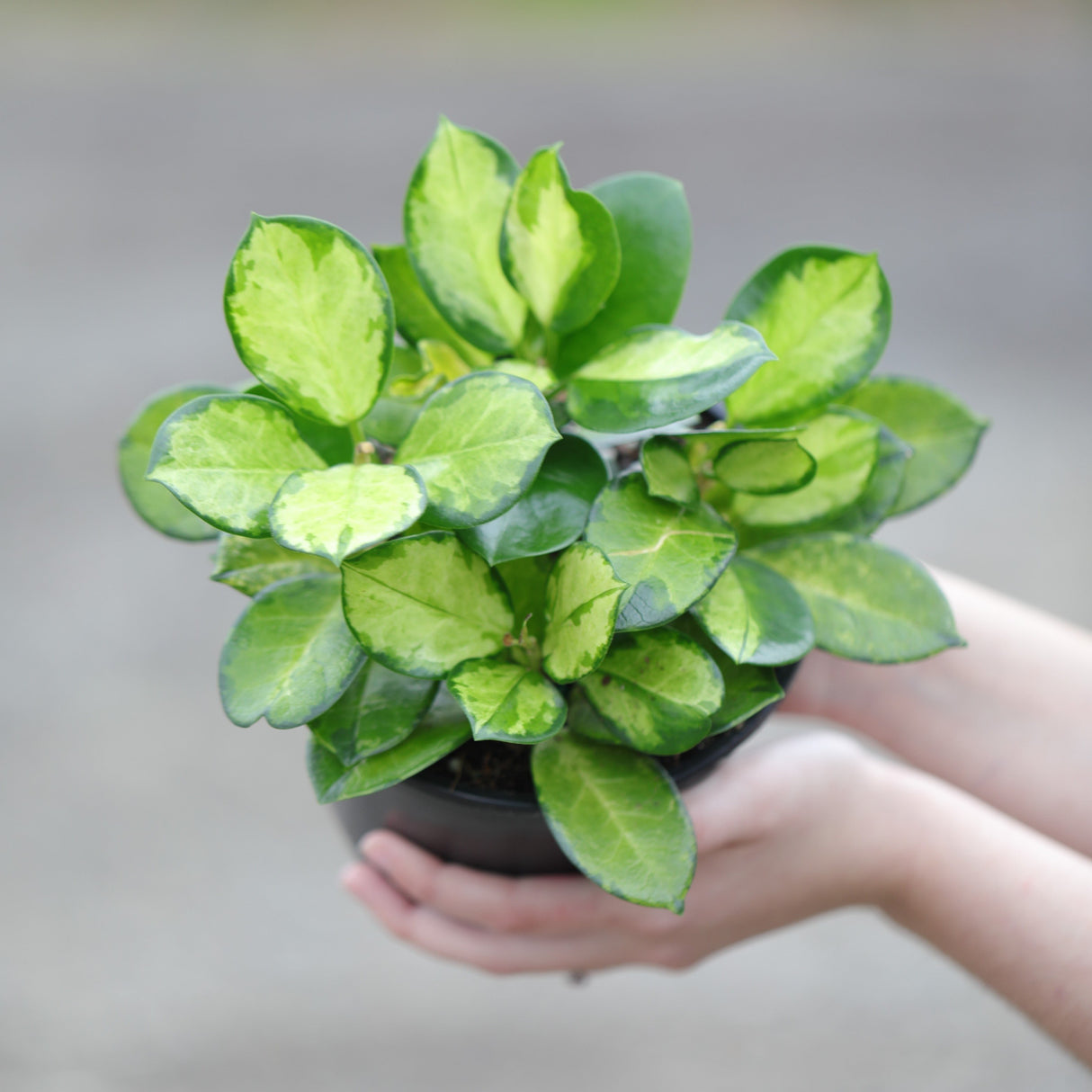 Hoya Australis Lisa in 5” Nursery Pot