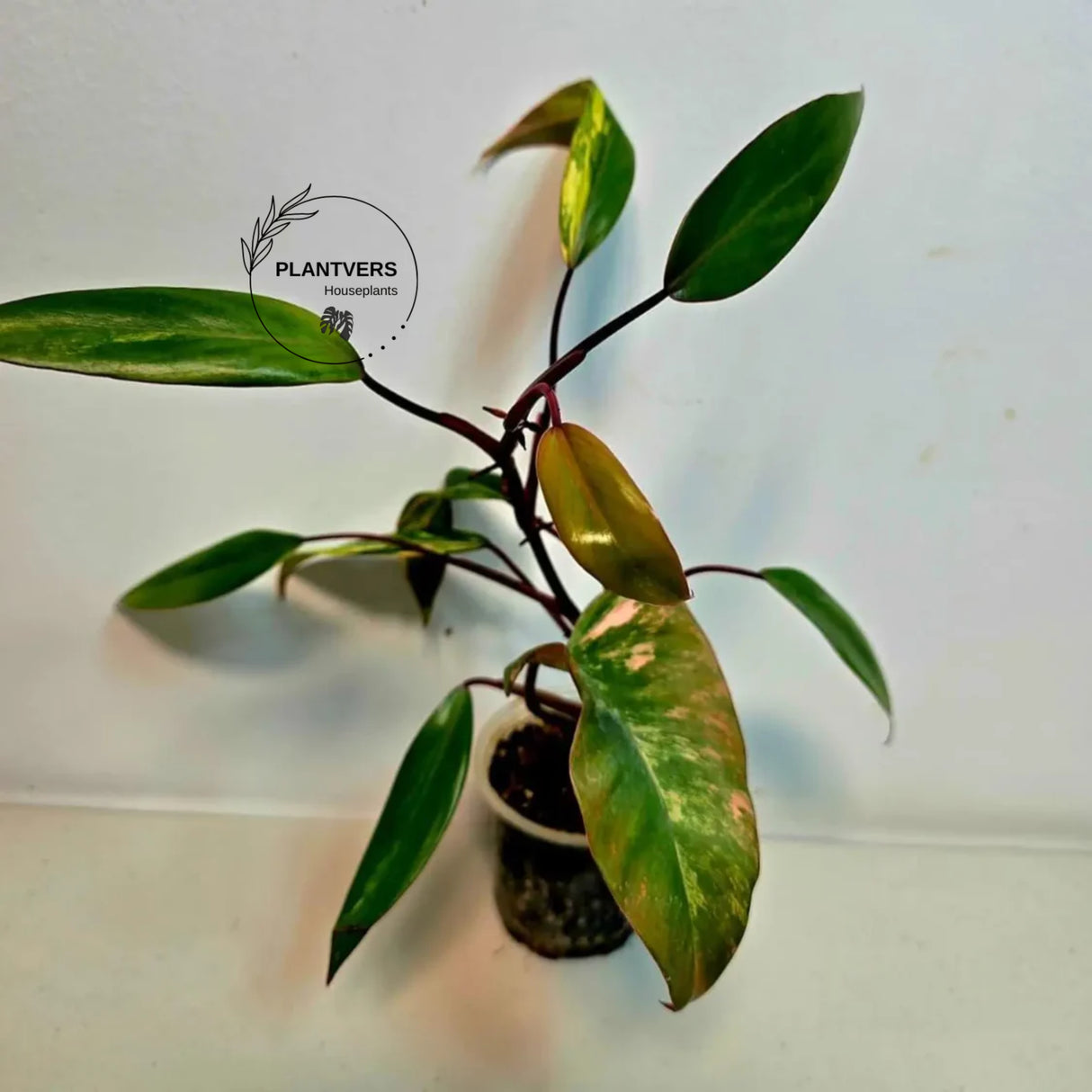 pink indoor plant
Rare Philodendron