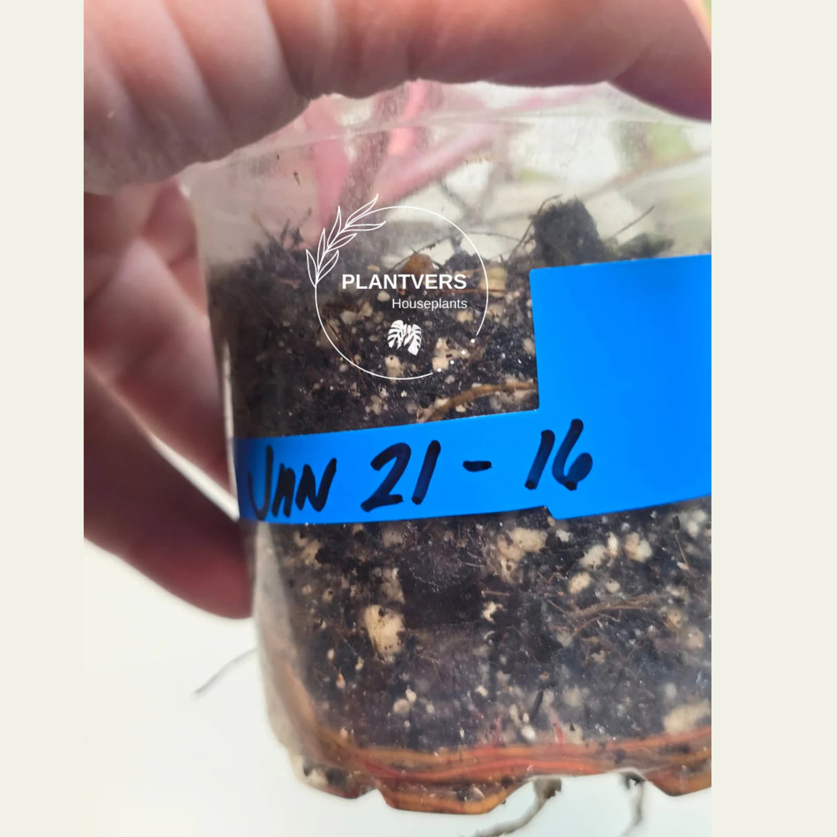 Variegated Plant
rare houseplant
Rare Philodendron
bright pink plant