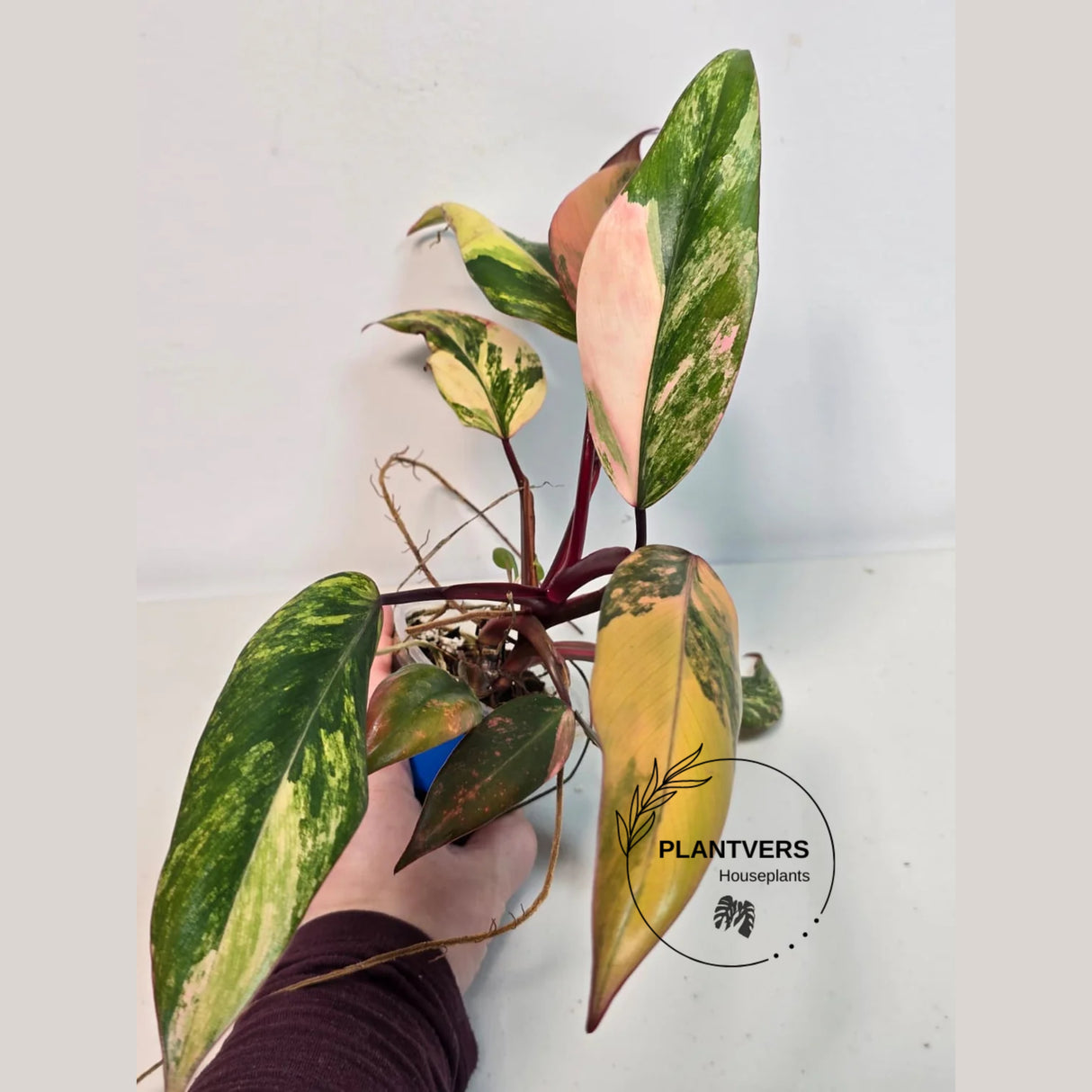 rare houseplant
pink philodendron
Live Indoor Plants
Rare Philodendron