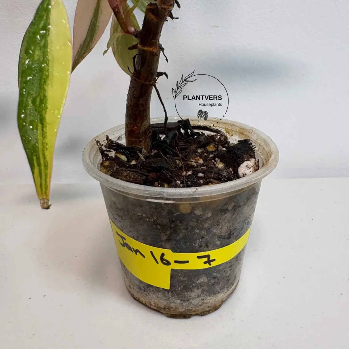 Rare Philodendron
pink indoor plant
pink philodendron