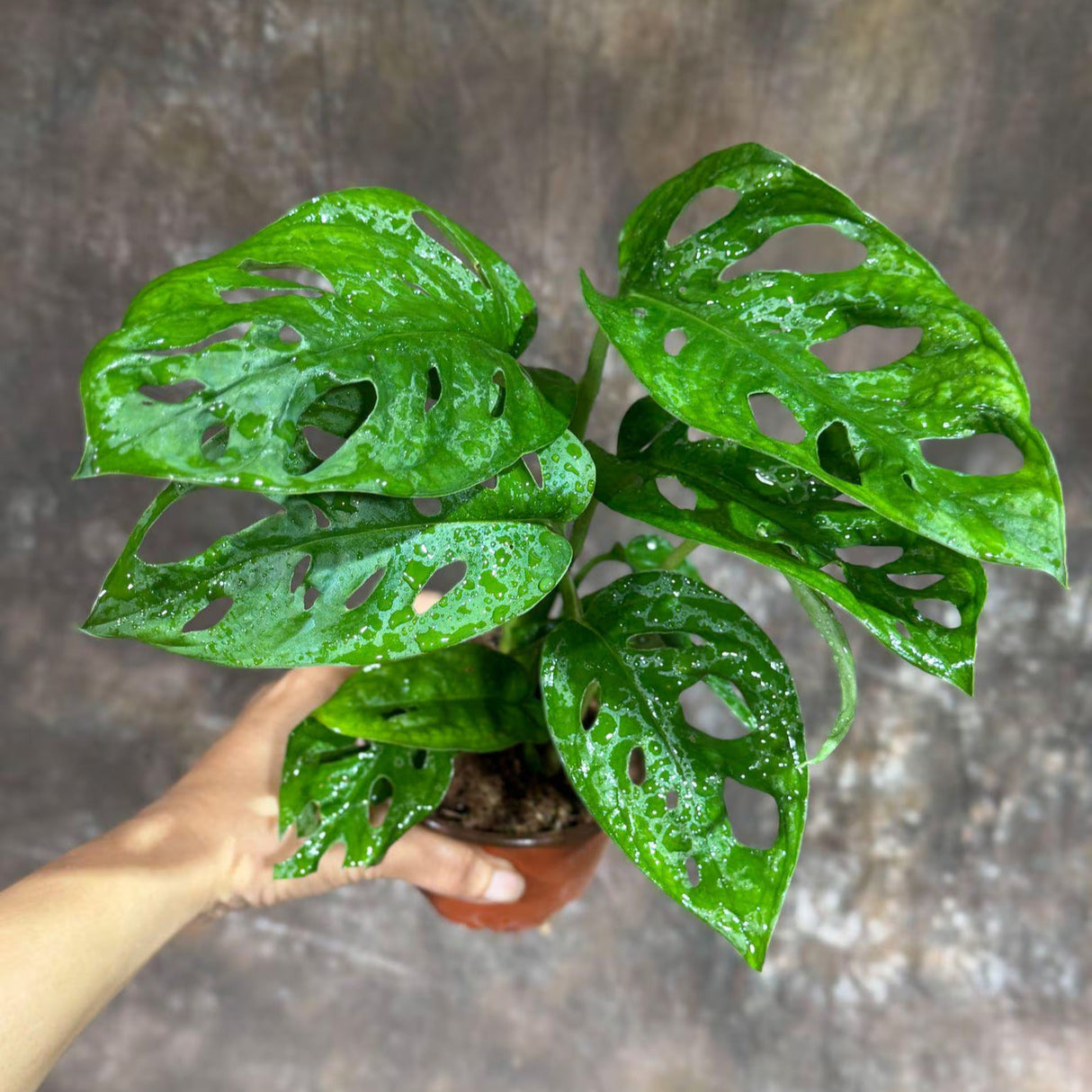 Monstera Adansonii Swiss Cheese Plant in a 4" Nursery Pot – Live Indoor Monstera Houseplant – Swiss Cheese Vine