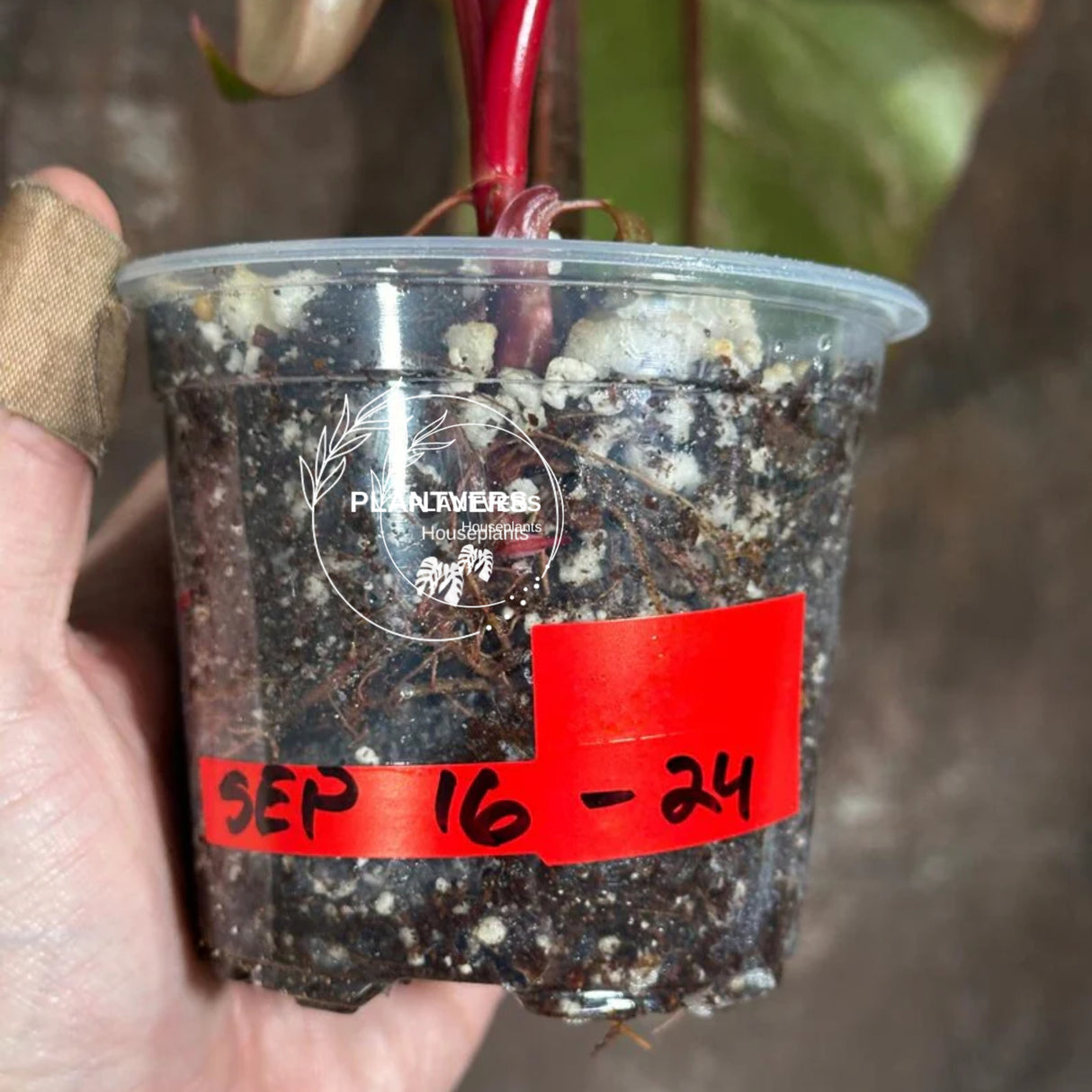 Variegated Philodendron Strawberry Shake Exact Live Plant - Rare Collector Plant - Gift Indoor Bright Pink - Exotic Plants - US Seller