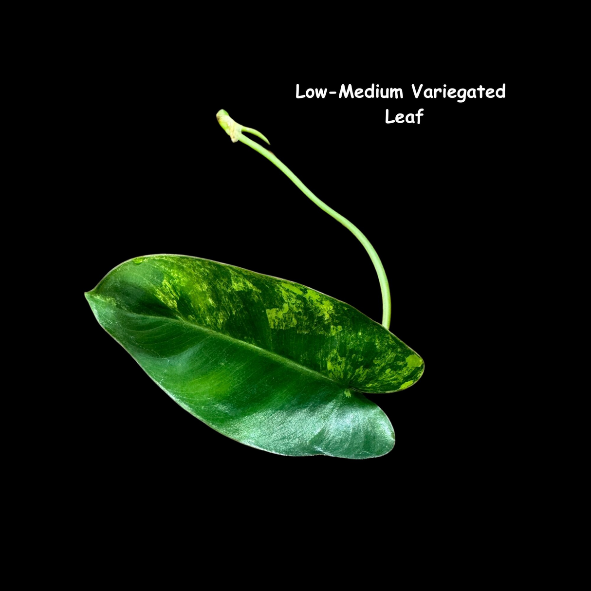 Variegated Burle Marx Philodendron Cuttings- Indoor & Outdoor Live Tropical House plant - US Seller