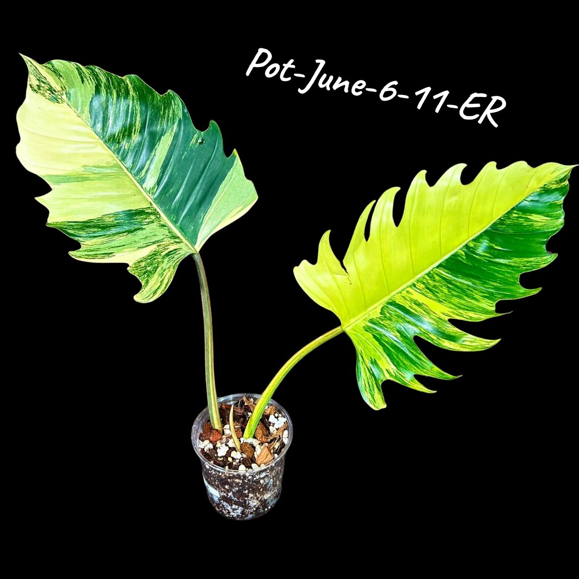 Super Rare Variegated Philodendron Caramel Marble - Easy Care Indoor Plant - Rare Collector Plant - Gift Plant - Exact Same Plant -US Seller
