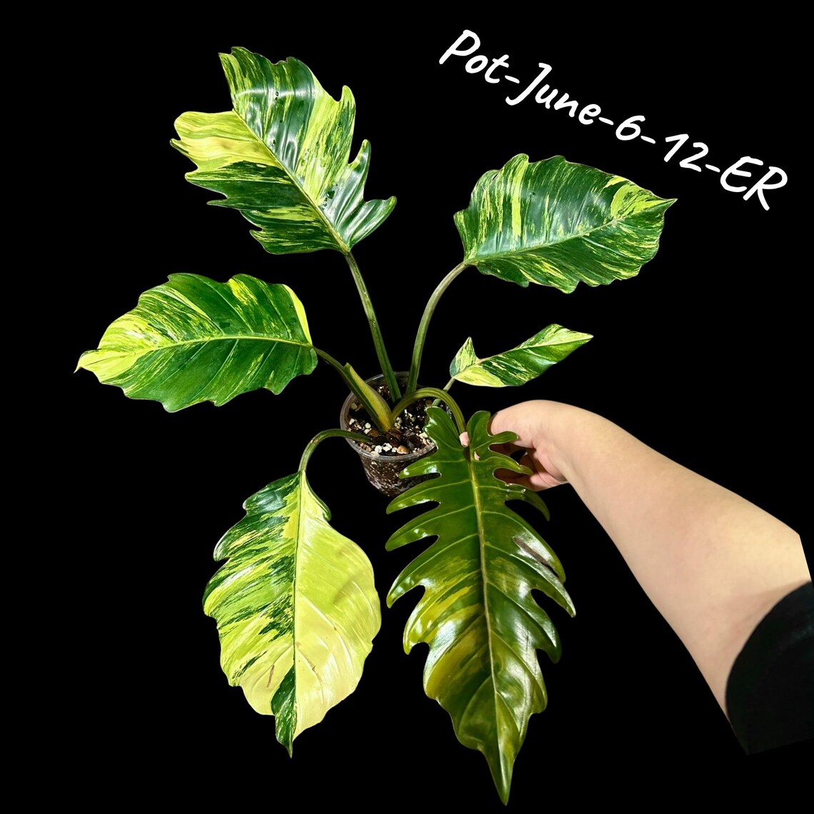 Super Rare Variegated Philodendron Caramel Marble - Easy Care Indoor Plant - Rare Collector Plant - Gift Plant - Exact Same Plant -US Seller