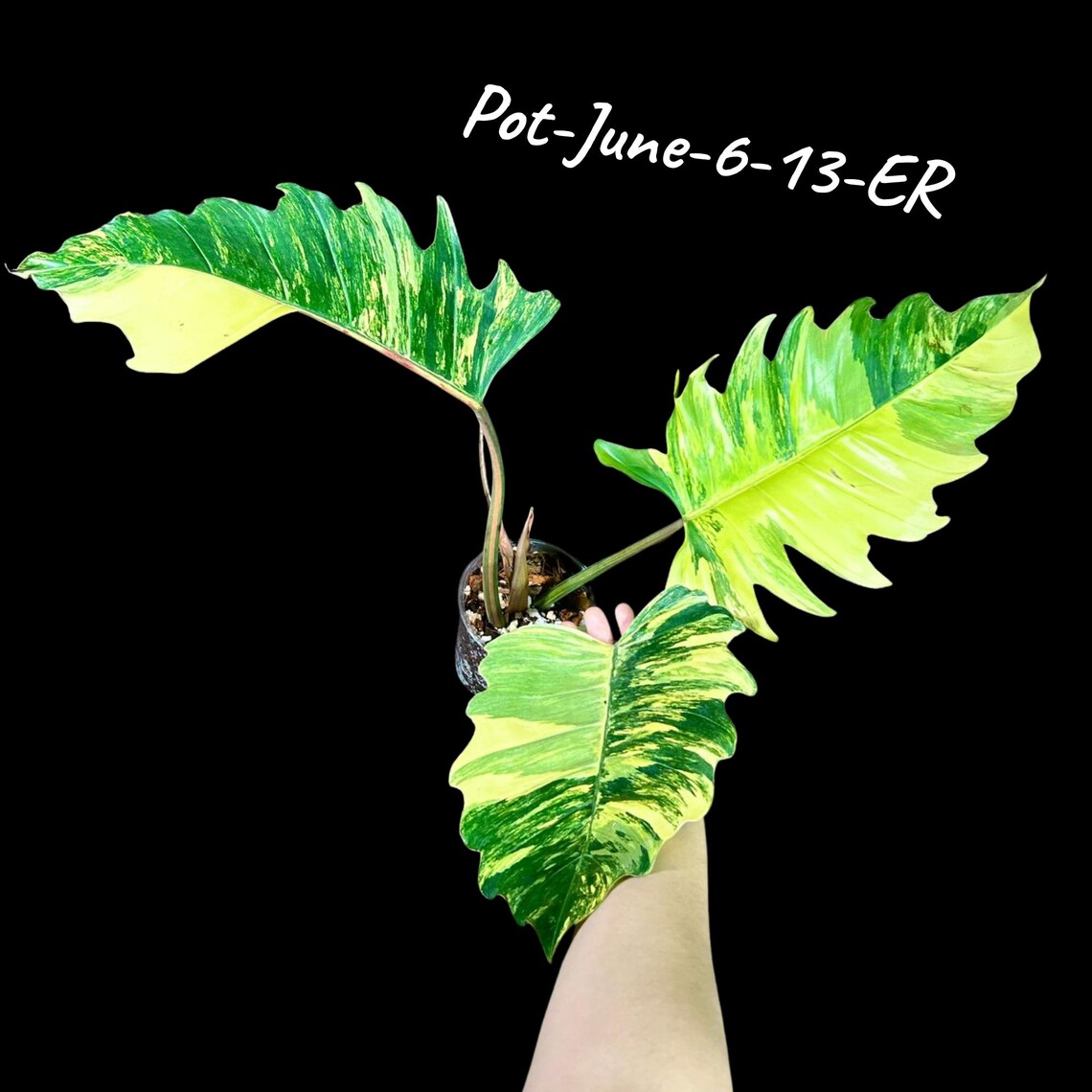 Super Rare Variegated Philodendron Caramel Marble - Easy Care Indoor Plant - Rare Collector Plant - Gift Plant - Exact Same Plant -US Seller