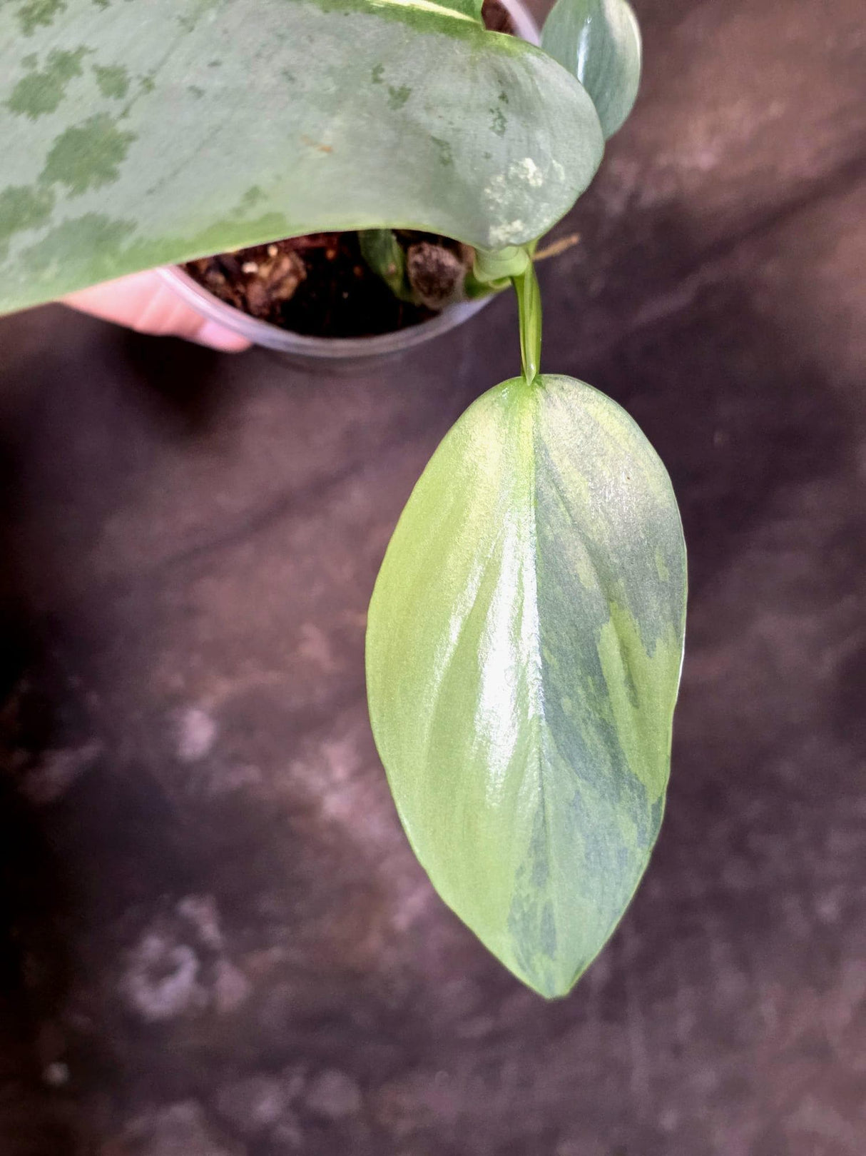 Philodendron Silver Sword Variegated - Rare Exact Plant - (June-21-68)