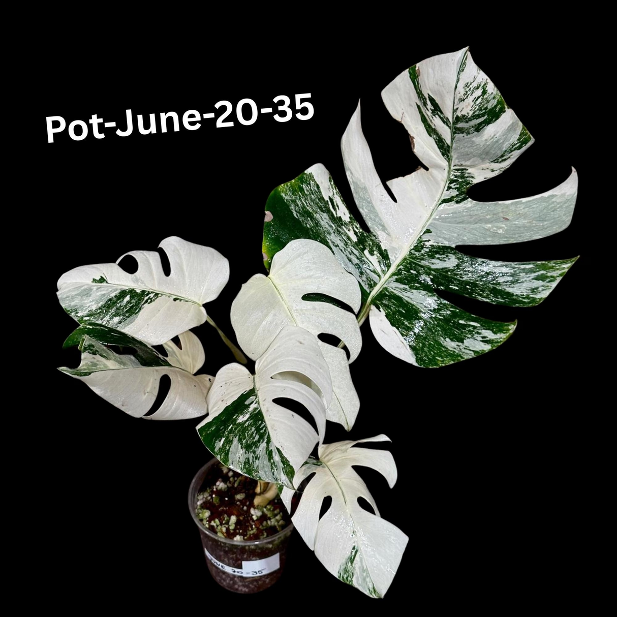 Monstera Albo - Rare Variegated Monstera Borsigiana Albo - Rare Collector Plant - White Monstera Albo Cuts - EXACT Cut or Plant - USA seller