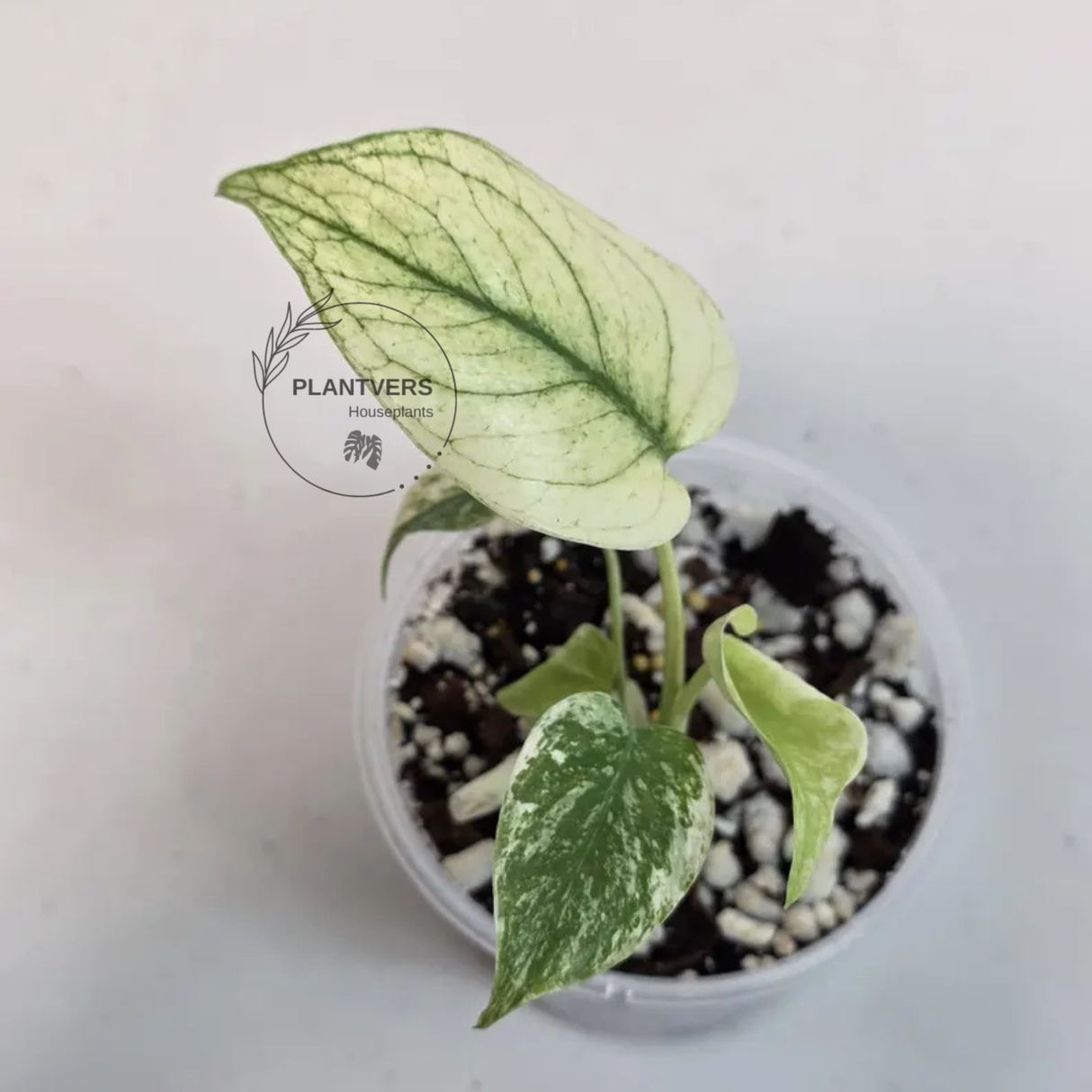 Super Rare Monstera Deliciosa Mint Live Plant - Tropical Plants - Stunning Variegated EXACT Monstera Plant - Collector's Aroid - US Seller