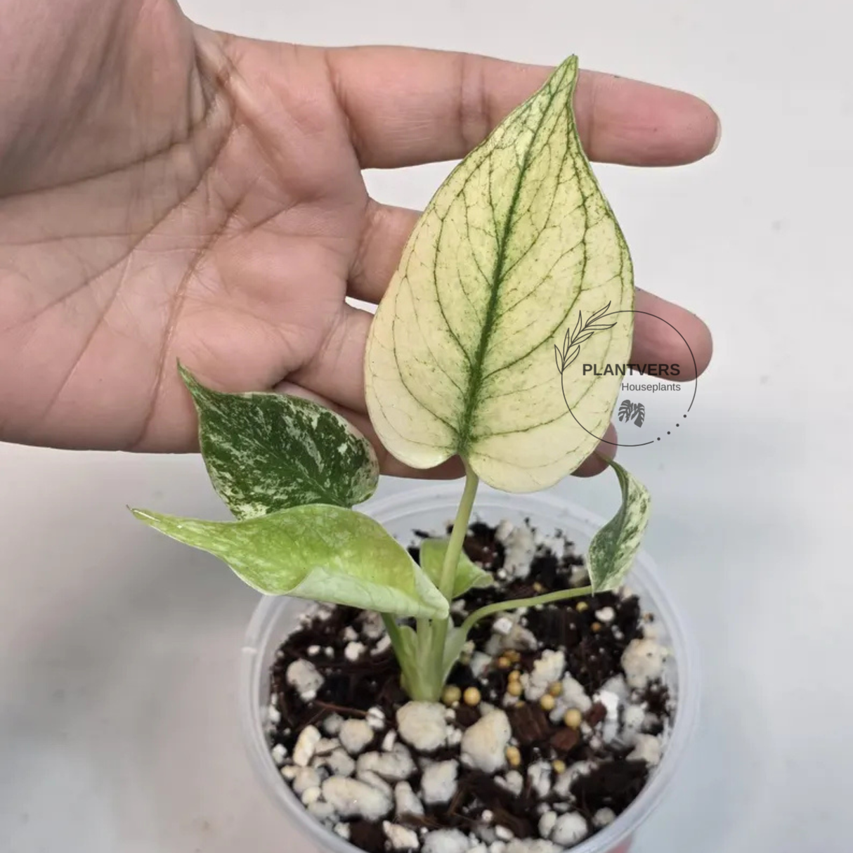 Super Rare Monstera Deliciosa Mint Live Plant - Tropical Plants - Stunning Variegated EXACT Monstera Plant - Collector's Aroid - US Seller