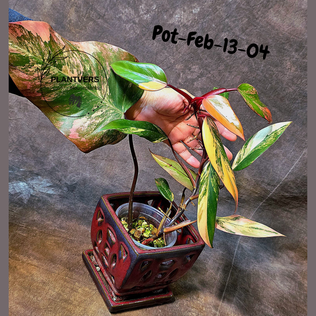 Philodendron Strawberry Shake High Variegated Live Plant - EXACT Same Plant - US Seller