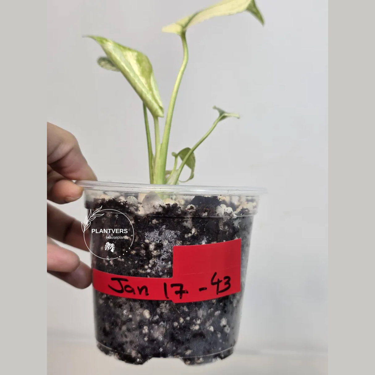 Super Rare Monstera Deliciosa Mint Live Plant - Tropical Plants - Stunning Variegated EXACT Monstera Plant - Collector's Aroid - US Seller