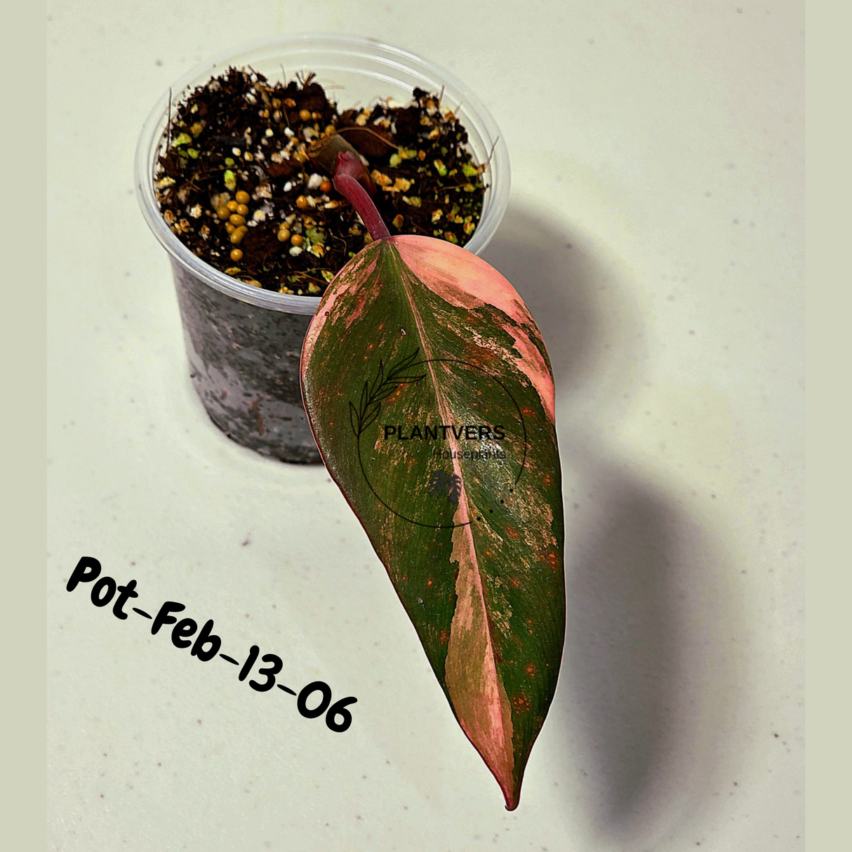 Philodendron Strawberry Shake High Variegated Live Plant - EXACT Same Plant - US Seller