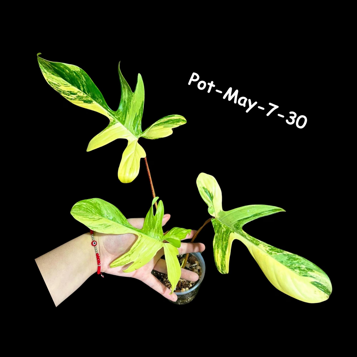 Variegated Philodendron Florida Beauty EXACT Same Plant - Live Indoor Collector Plant - US Seller - Variegated Florida Gift Same Plant