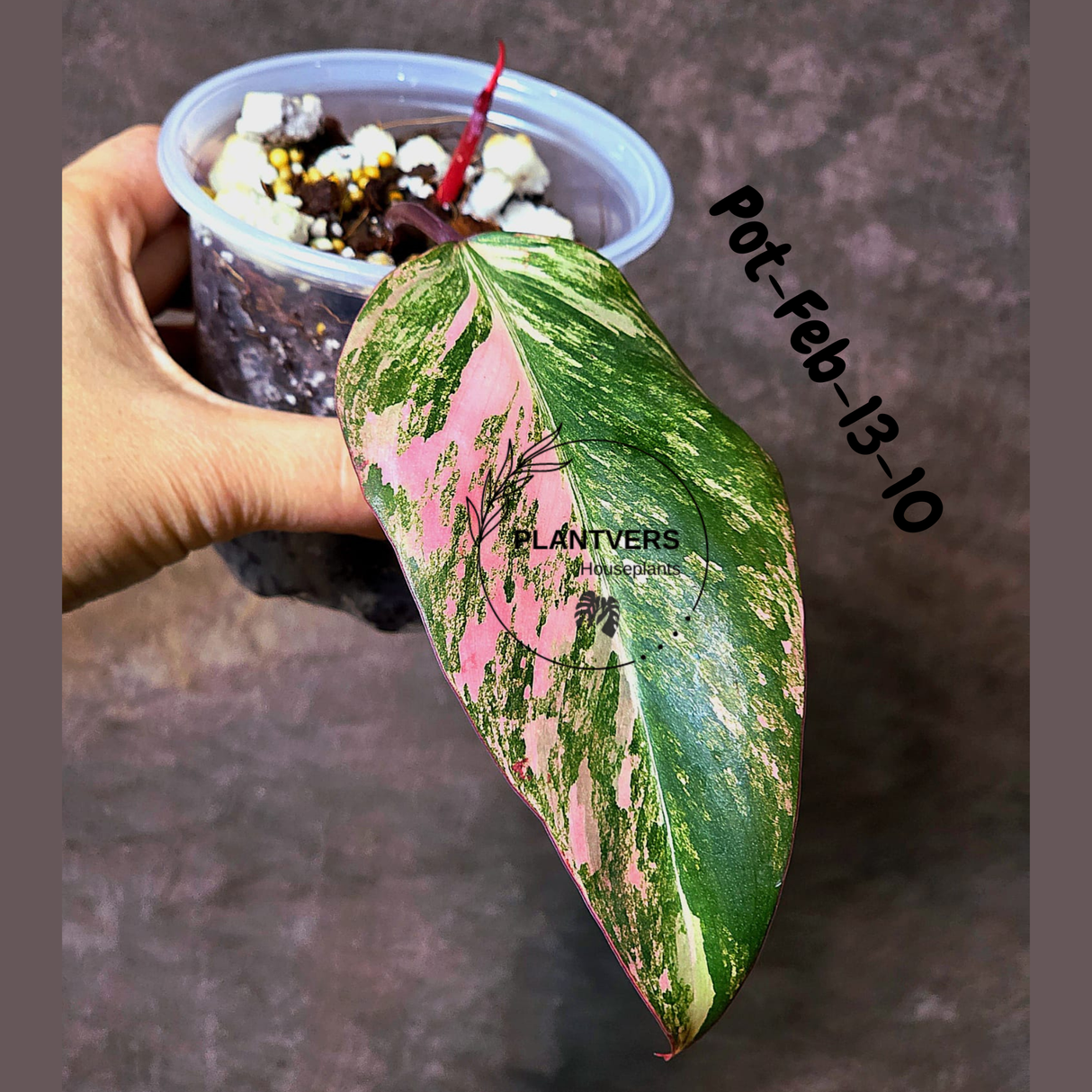 Philodendron Strawberry Shake High Variegated Live Plant - EXACT Same Plant - US Seller