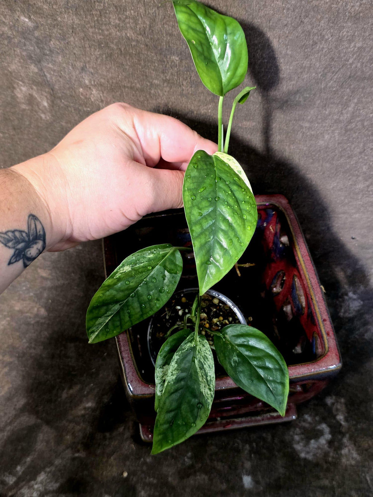 Epipremnum Pinnatum Albo Variegated - Climbing Aroid - (June-25-27)