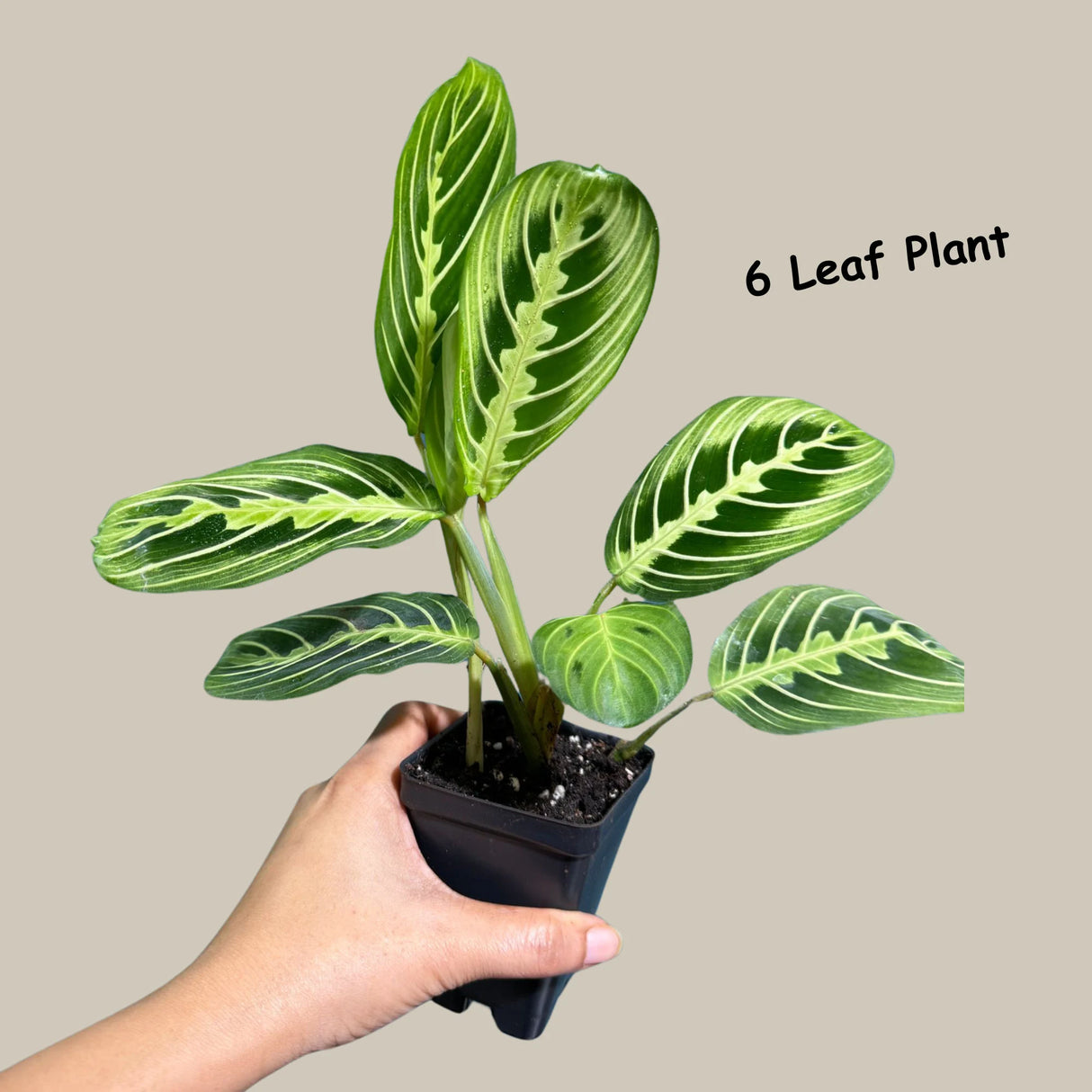 Lemon Lime Prayer Plant Live in Grow Pot - Low Light Office Plant - Maranta Leuconeura - Potted Gift houseplant - Air Purifier Indoor Plant - Gift Plant
