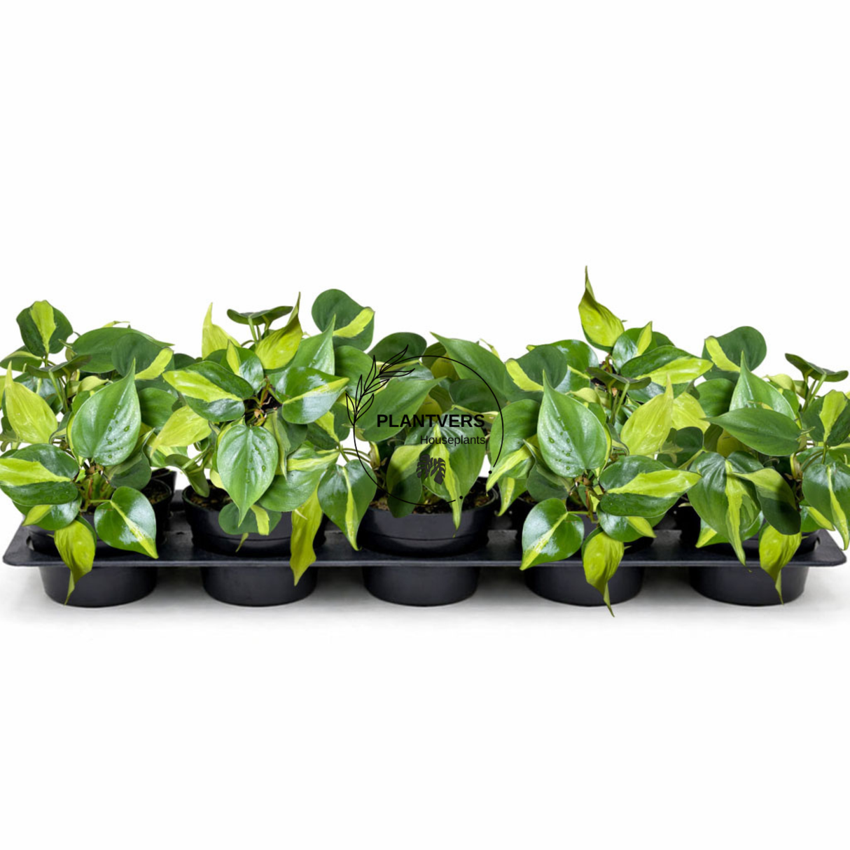 4β Rare Brazilian Philodendron ( Wholesale Indoor Plant Case of 10 Pots)