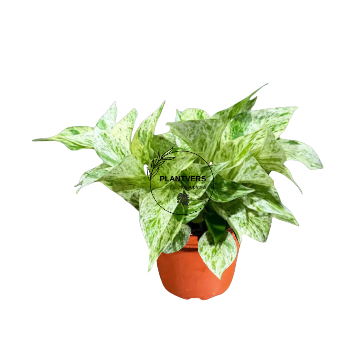4" Snow Queen Pothos Bulk 10 Indoor Plant ( Case of 10 Pots)