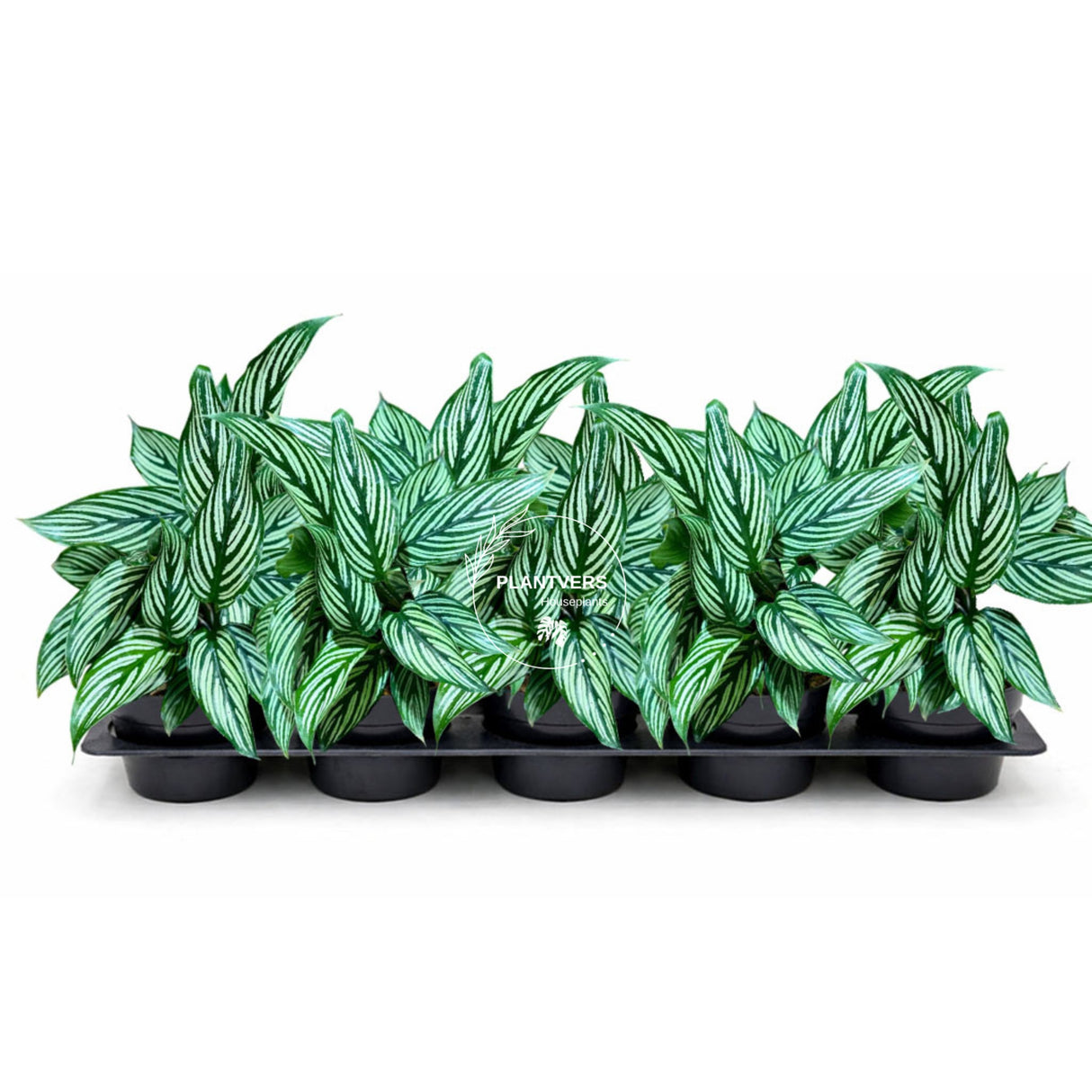 4β Calathea Vittata (Wholesale Indoor Plant Case of 10 Pots)