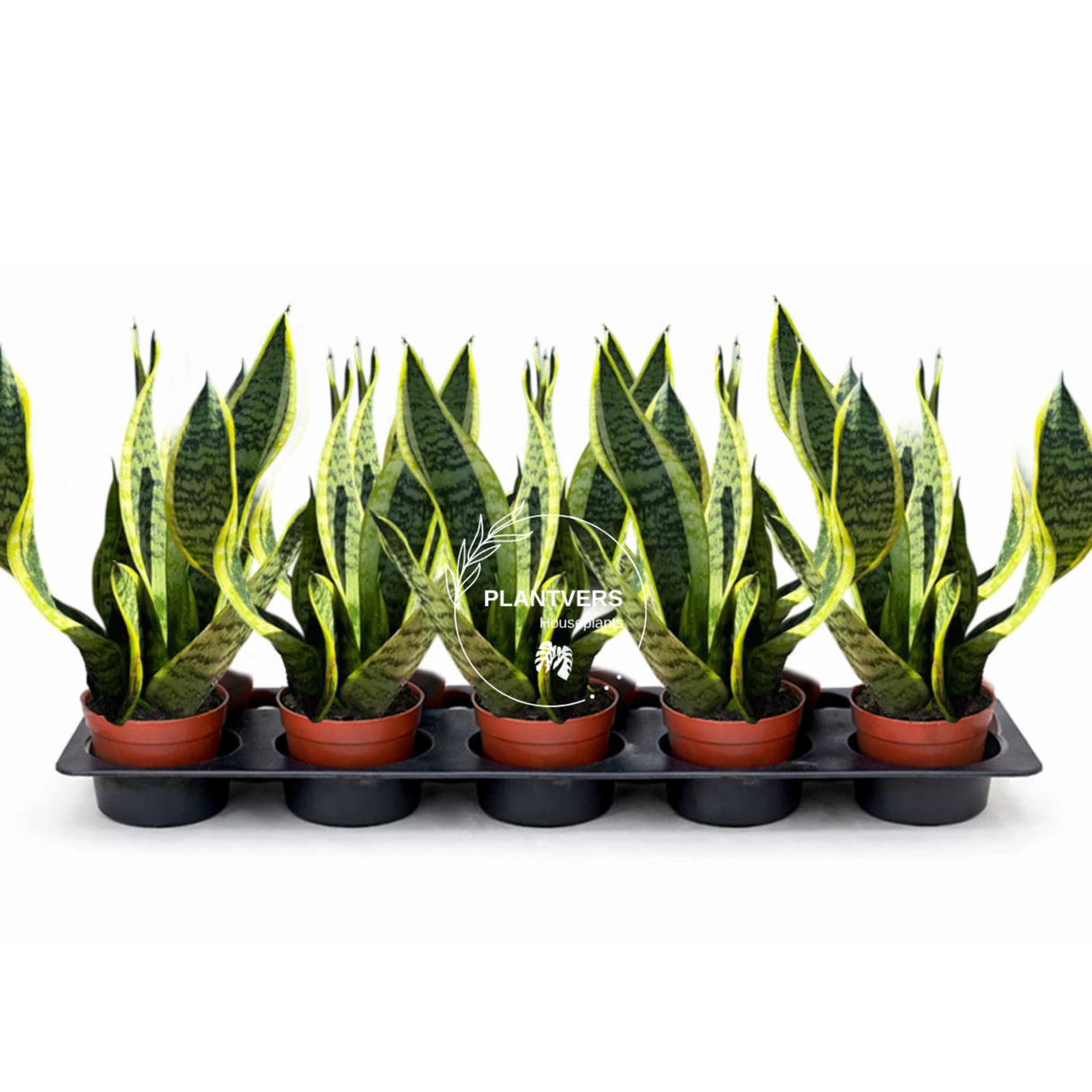 4β Sansevieria Laurentii ( Wholesale Indoor Plant Case of 10 Pots)